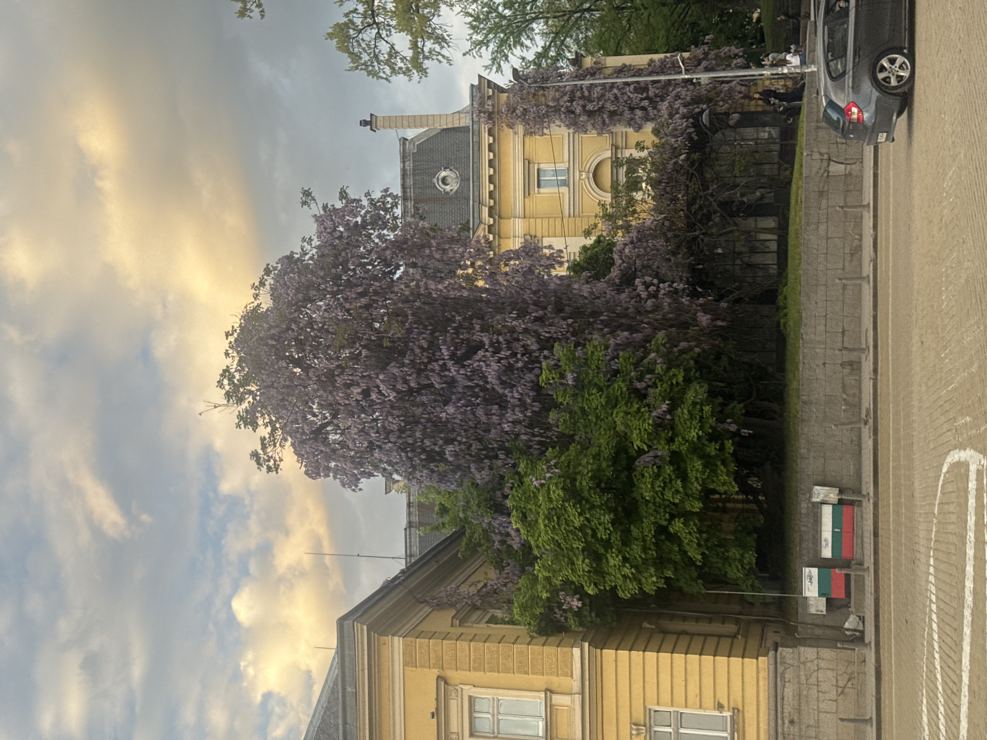 The image depicts a street scene in Sofia, Bulgaria. The foreground shows a paved sidewalk and street. Adjacent to the sidewalk is a low stone wall with two metal boxes displaying painted versions of the Bulgarian flag. Behind the wall, there's a low-lying, leafy tree, followed by a tall tree with purple blossoms. The buildings in the scene are yellow with decorative details and windows. A car is parked on the street. The sky is cloudy with a hint of sunset lighting.