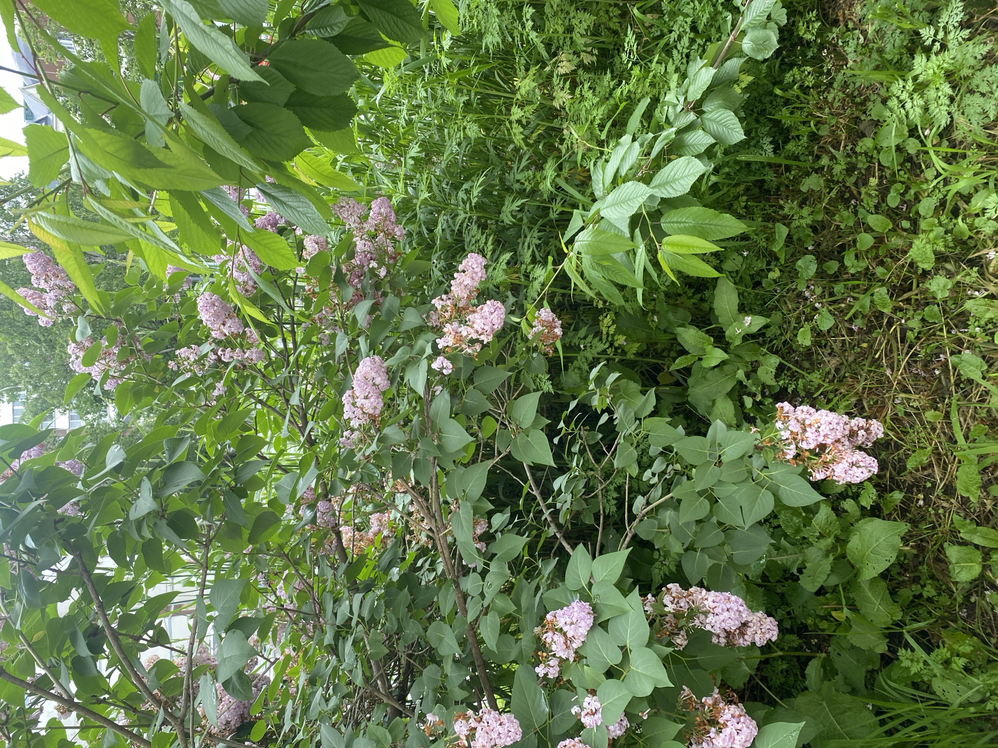 The image depicts a dense natural scene, likely a park or garden area in Yuzhno-Sakhalinsk, Russia, given the presence of lilac bushes in bloom. The foreground is dominated by lush green foliage, including broad leaves and feathery fronds, interspersed with dried grasses and twigs on the ground. Several branches of a lilac bush, bearing clusters of pale pink blossoms, extend into the frame from the left and center. Some of the lilac blooms appear to be past their prime, with browning petals. Interspersed with the lilac are other green leaves, some of which are from a different species, appearing larger and more pointed. In the background, tall green grass and other vegetation create a dense wall of green. Above the vegetation, hints of buildings and trees are visible, suggesting an urban or suburban setting. The lighting indicates it is daytime, likely overcast or in shade, as there are no harsh shadows. No people are present in the scene.