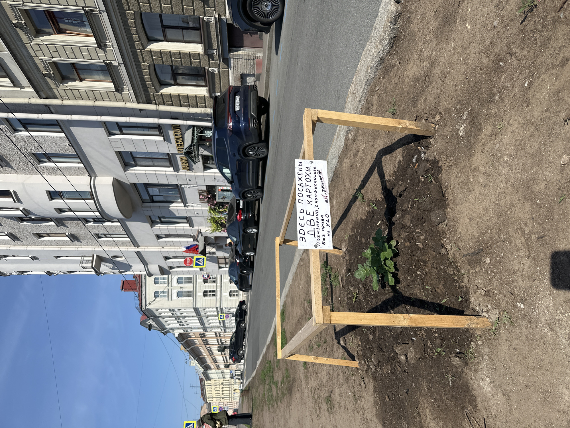 The image shows a street in Saint Petersburg, Russia. A small potato plant is surrounded by a wooden frame with a handwritten sign in Russian that translates to "Two potatoes planted here. Life sentence, with confiscation, without the right to early release. #donttouch." The plant is located on a patch of soil between the sidewalk and the street. Several cars are parked along the side of the street, and buildings are visible in the background, as well as street signs.