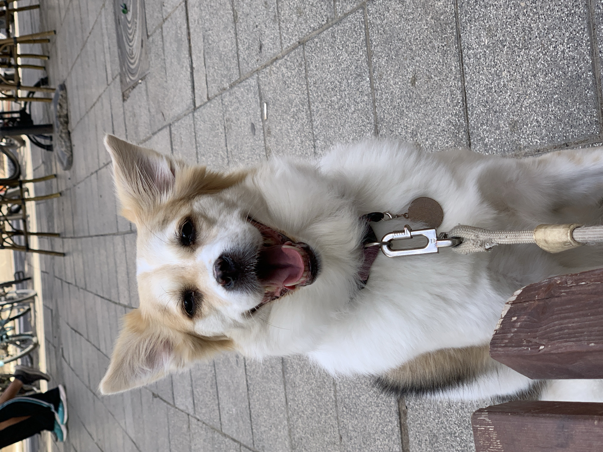 A medium-sized, light-furred dog with tan and white markings, wearing a collar with tags and a leash, lies on a gray paved surface. The dog's mouth is open, as though panting or smiling. In the background, bicycles are parked near metal furniture, and a person's lower legs and shoes are visible. The location is likely an outdoor area in Tel-Aviv, Israel, given the city's prevalence of such paving and outdoor seating.