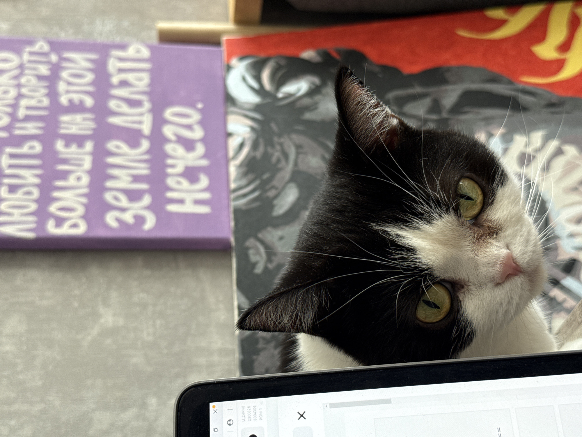 A black and white cat with bright green eyes peers around the edge of a laptop screen. The cat's head is mostly visible, with its nose and whiskers prominent. Behind the cat, a purple book with white Russian text is propped up. The text on the book reads, "Любить и творить больше на этой земле делать нечего." This translates to "To love and create is all there is to do on this earth." To the right of the purple book, a red book with a yellow graphic is partially visible. The background appears to be a wall. The overall scene is a close-up shot, suggesting an indoor setting, likely a home or office, in Chaikovsky, Russia.
