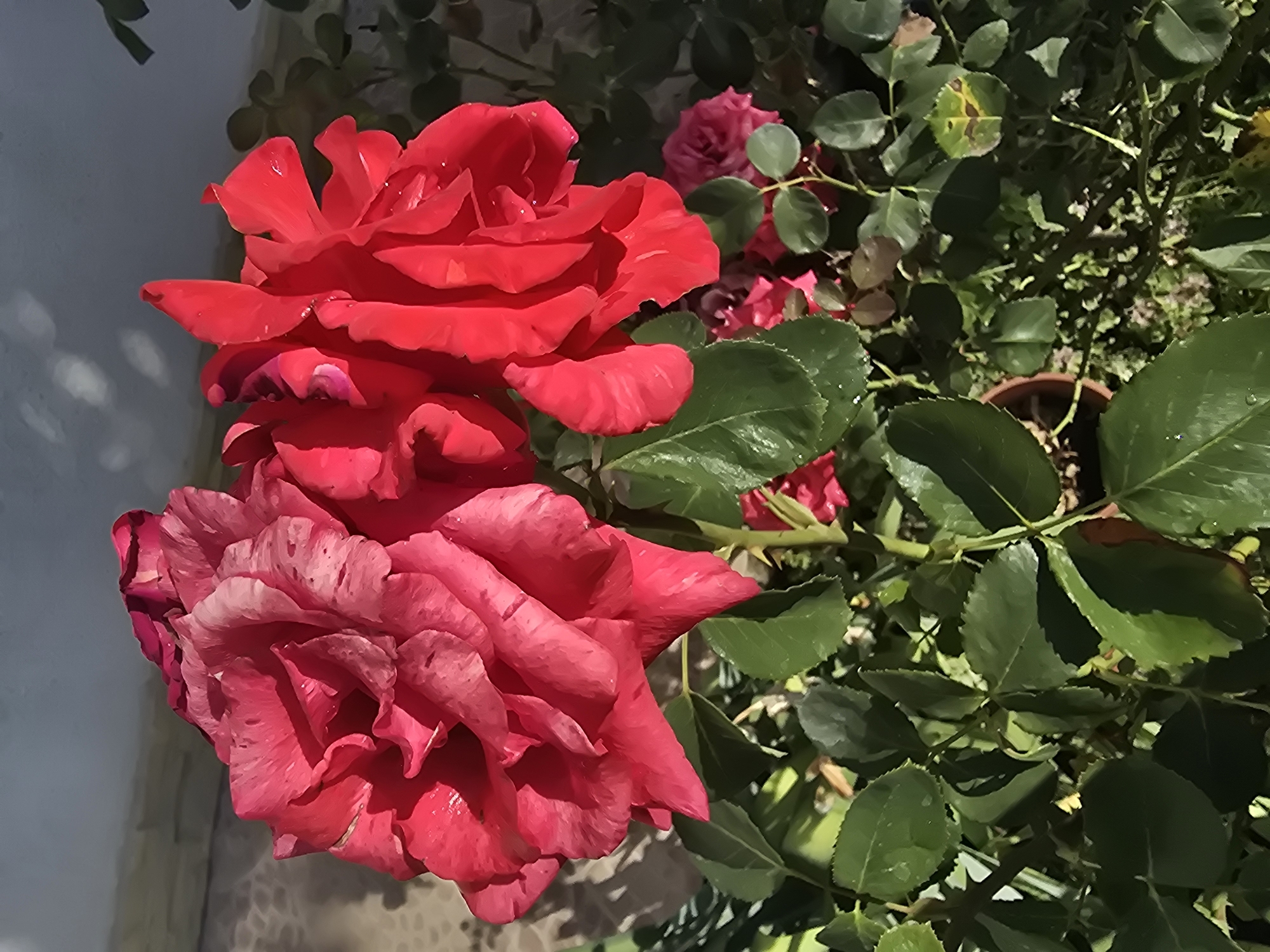 The image displays a close-up view of two vibrant red roses blooming in what appears to be a garden or planted pot, with lush green foliage surrounding them. The roses are the primary subjects, with intricate petal details and some water droplets visible on their surfaces, suggesting recent watering or dew. The background features a textured wall and a glimpse of other rose bushes, some with red blooms and darker green leaves, indicating a domestic or cultivated setting. There are no people or animals visible in the image. The lighting suggests it is daytime, with shadows cast by the roses and leaves. The scene is likely located in Golyanovtsi, Bulgaria, as specified.
