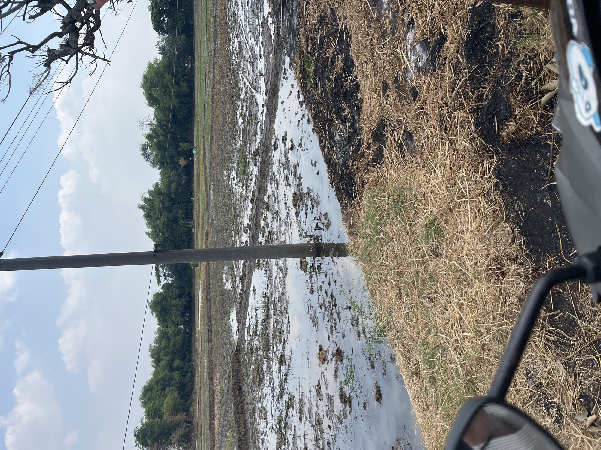 A photograph taken from a motorcycle, looking out over a muddy rice paddy in Kaliwuluh, Indonesia. The paddy is partially flooded, with reflections of the sky visible on the water's surface. A tall utility pole stands in the middle of the frame, supporting power lines that stretch across the sky. In the background, a line of lush green trees forms a natural border to the fields. The foreground is composed of dry, golden straw and patches of burnt earth, suggesting recent agricultural activity. The sky above is a clear blue, dotted with white, fluffy clouds.