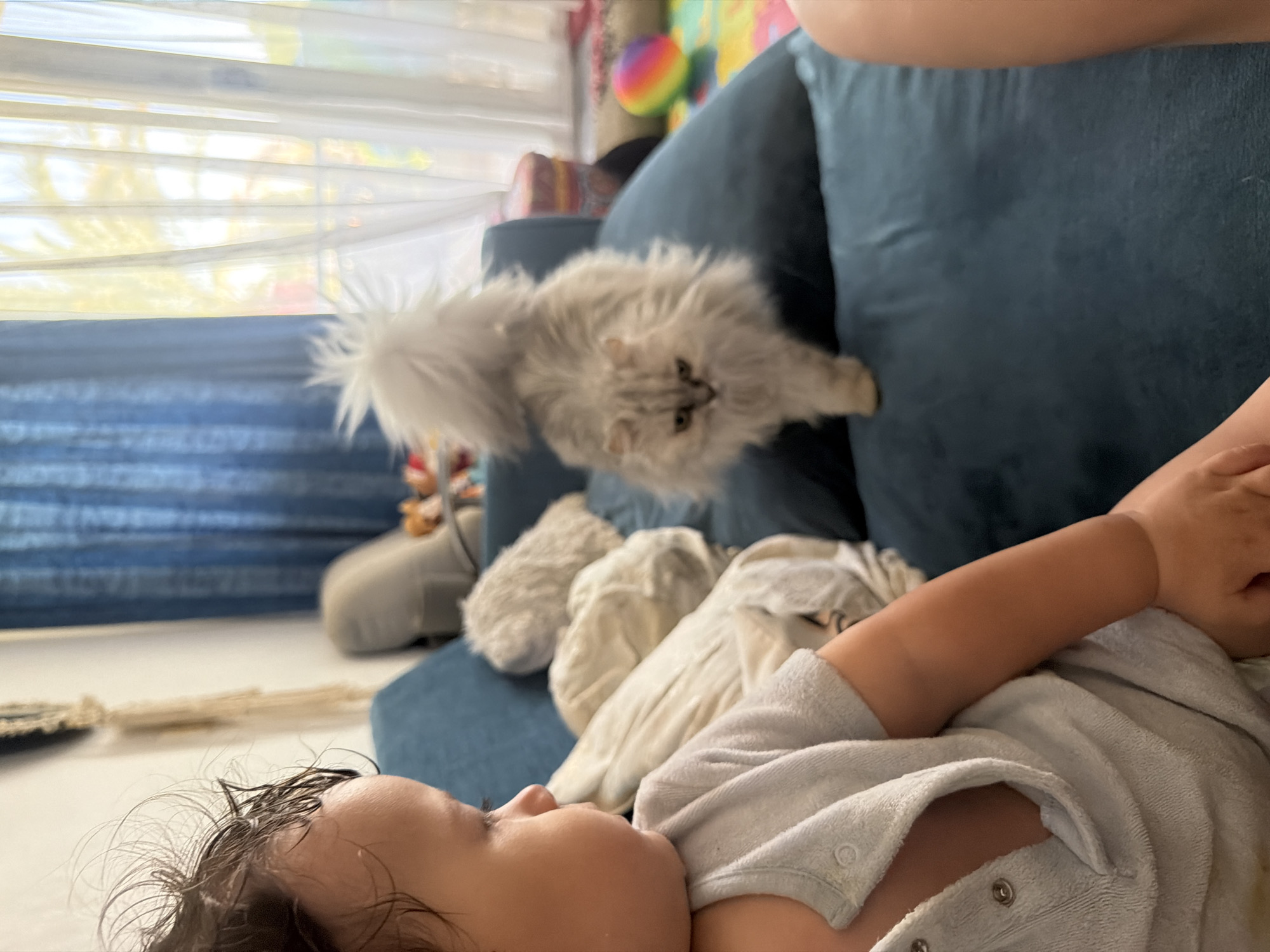 The image depicts an indoor scene, likely a living room, with a baby and a cat as the primary subjects. A baby, seen in profile from the left side of the frame, is wearing a light blue terry cloth onesie. The baby's hair is dark and appears wet. To the right of the baby, a fluffy, light gray Persian cat is walking on a dark blue couch. The cat has a distinctively bushy tail held high and appears to be looking towards the camera with its ears slightly flattened. The background shows sheer white curtains with sunlight filtering through, suggesting a daytime setting. To the left of the curtains, a blue curtain is visible. In the further background, a colorful ball and other children's toys are scattered on the floor, indicating a playful environment. The overall impression is a casual home setting. There are no specific indicators within the image to determine the exact location as Sharm El Sheikh, Egypt, as it presents a generic indoor environment common to many homes.