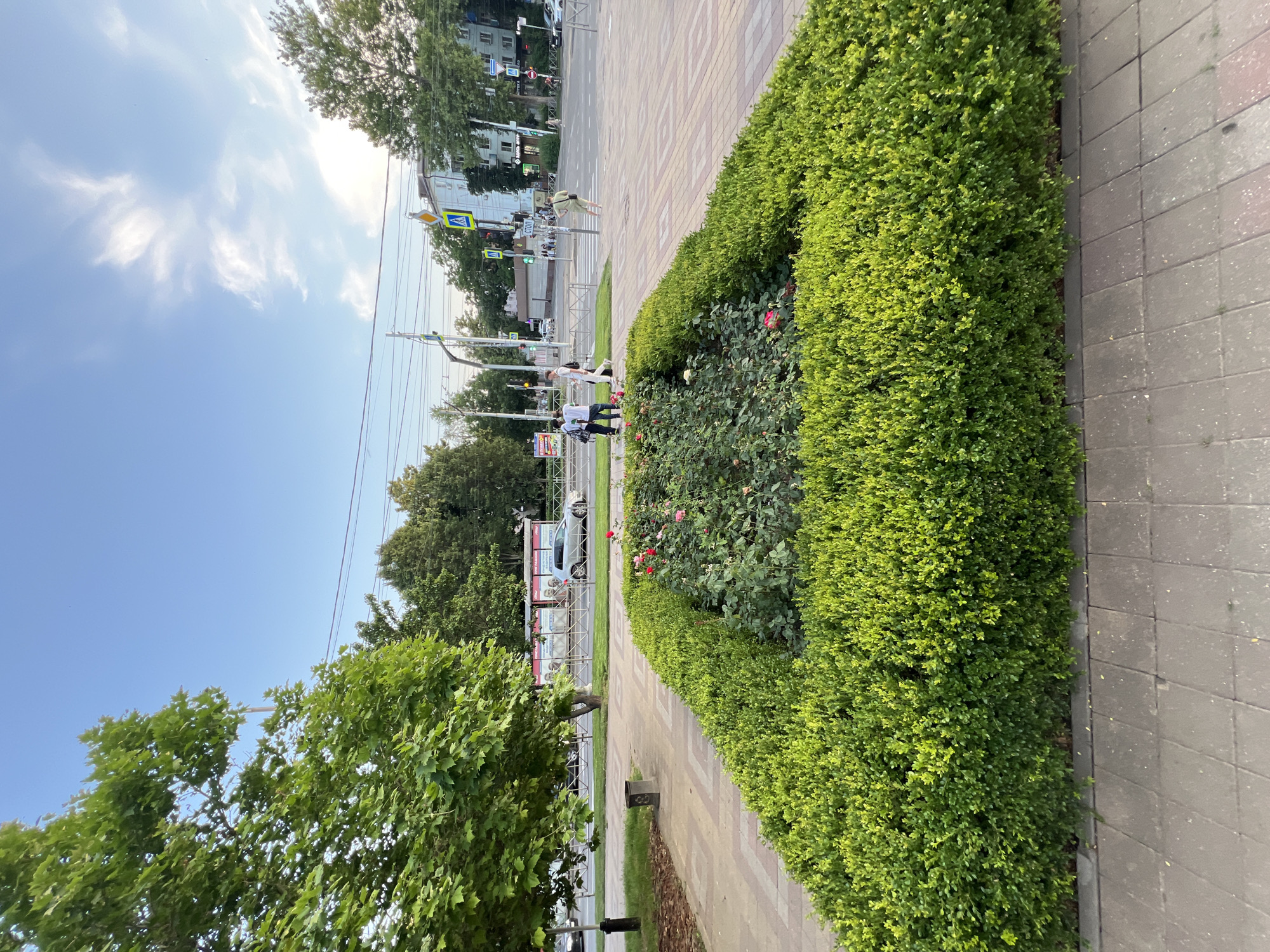 This is a vertical, eye-level, outdoor shot of a city street in Krasnodar, Russia, on a sunny day. A well-maintained green hedge runs along a pedestrian walkway made of paving stones. Behind the hedge, a flower bed with roses is visible. Further back, a street with cars and pedestrians is seen, alongside buildings and trees. Several traffic signs, including a pedestrian crossing sign, are visible. Power lines stretch across the sky, which is partly cloudy. The scene appears to be during daylight hours, likely late afternoon, given the soft lighting. The overall impression is of an urban environment with well-kept public spaces.