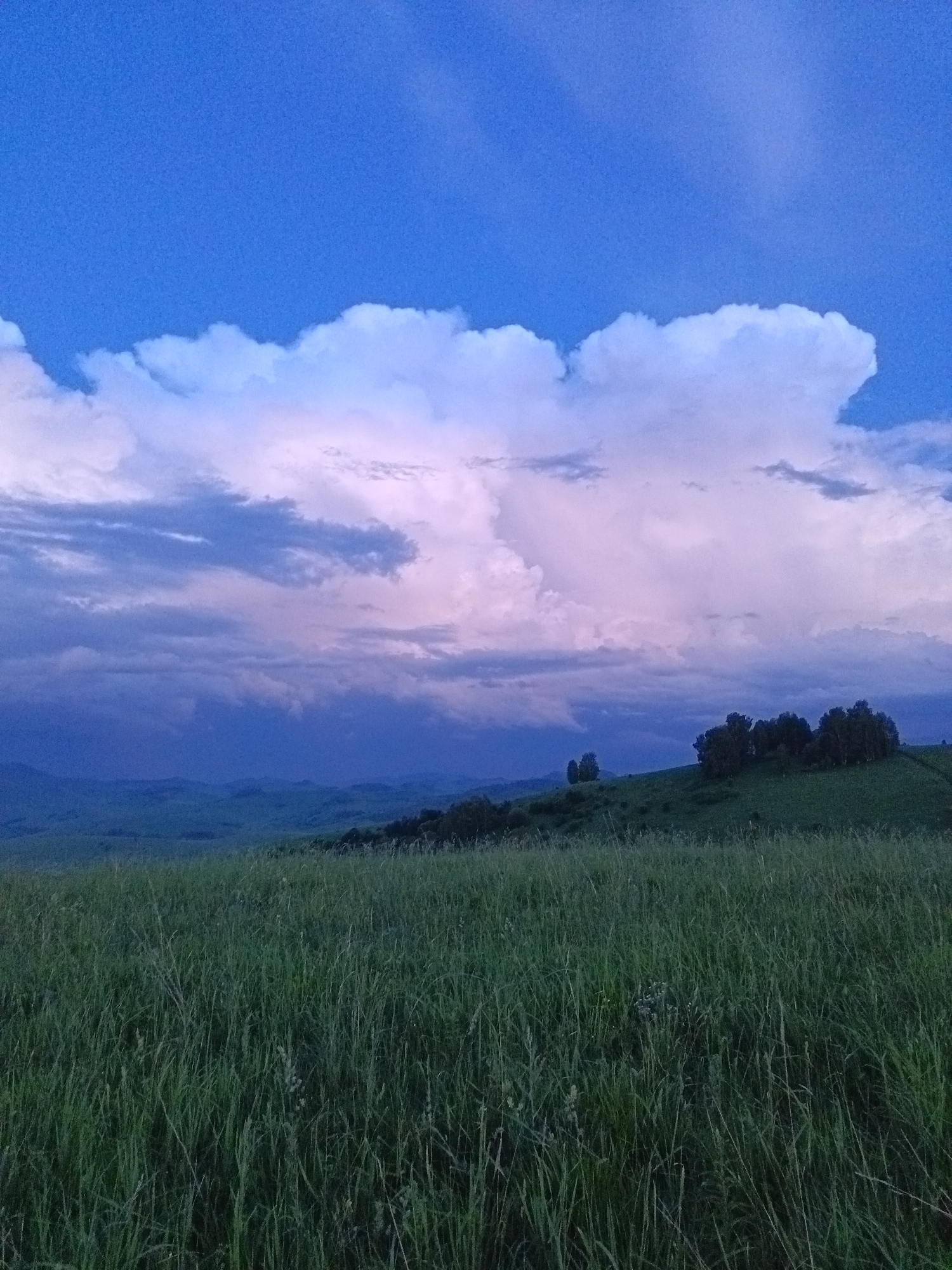 The image depicts a vast, verdant meadow in the city of Sadovyi, Russia, under a twilight sky. In the foreground, tall, green grass fills the frame, with some stalks appearing dry and lighter in color. Beyond the meadow, rolling hills recede into the distance, with a cluster of dark green trees silhouetted on the crest of a hill. The sky above is a dramatic display of clouds, tinged with hues of purple and pink from the setting sun, contrasting with the deep blue of the upper atmosphere. The overall scene conveys a sense of natural tranquility and the transition from day to night in a rural Russian landscape.