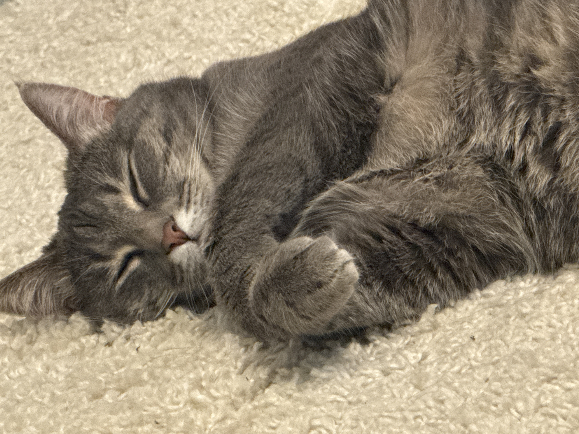 A gray tabby cat sleeps curled up on a cream-colored shag carpet. The cat's head is facing left with its paws tucked under its chin. Its eyes are closed and its expression is peaceful. The carpet appears to be indoors. No evidence suggests a location in the city of Chaikovsky, Russia.
