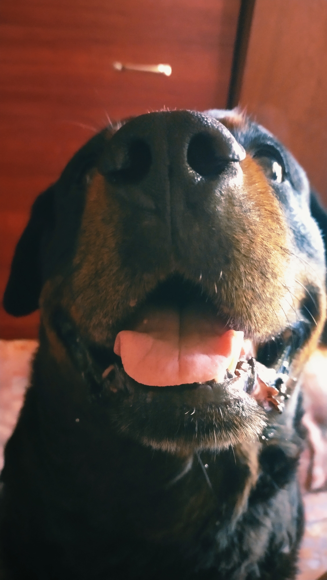 This is a close-up, low-angle, vertical shot of a Rottweiler's face. The dog's nose and mouth are prominent, with its pink tongue hanging out. The background consists of a reddish-brown wooden surface, possibly a piece of furniture, with a horizontal light reflection on it. The image appears to have been taken indoors, in Horishni Plavni, Ukraine.
