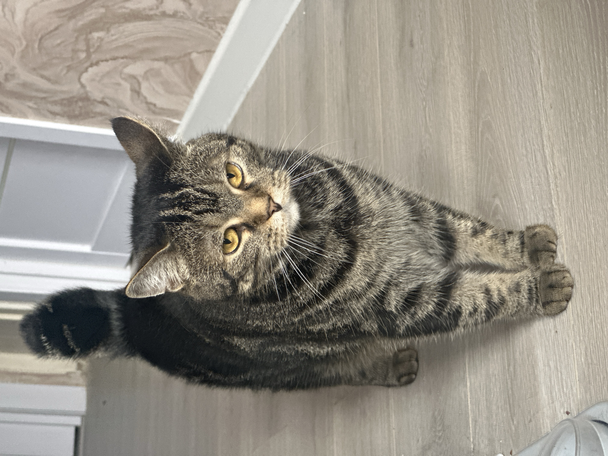 A top-down medium shot shows a tabby cat lying on a light-colored wood-look floor. The cat is mostly gray and black with yellow eyes, and its tail is striped. The cat is looking up at the camera. In the background, there is a white baseboard and a section of what appears to be patterned wallpaper. This location is identified as Stavropol, Russia, however there is nothing in the image to confirm the location.