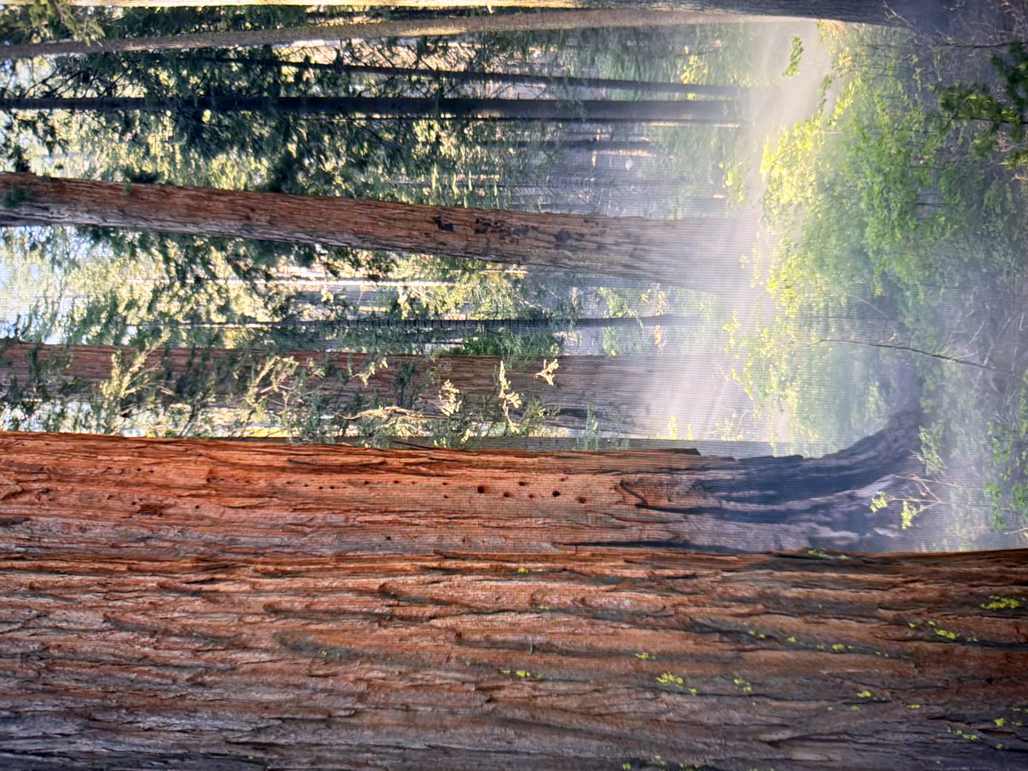 The image depicts a dense forest with tall trees, predominantly sequoias, given their massive size and reddish-brown bark. The foreground is dominated by the textured bark of a large sequoia tree, showing vertical grooves and patches of what appears to be lichen. To the right of this prominent tree, the forest floor is illuminated by dappled sunlight filtering through the canopy. There is a visible layer of mist or fog clinging to the ground, creating a hazy, atmospheric effect that softens the background and highlights the green foliage of undergrowth and smaller trees. The overall impression is one of a tranquil, natural environment, likely within a park or protected forest area. There are no people visible in the image. The location is not identifiable as being in Kyiv, Ukraine, as the scene appears to be a temperate or coniferous forest ecosystem, and there are no urban or specific Ukrainian landmarks present.