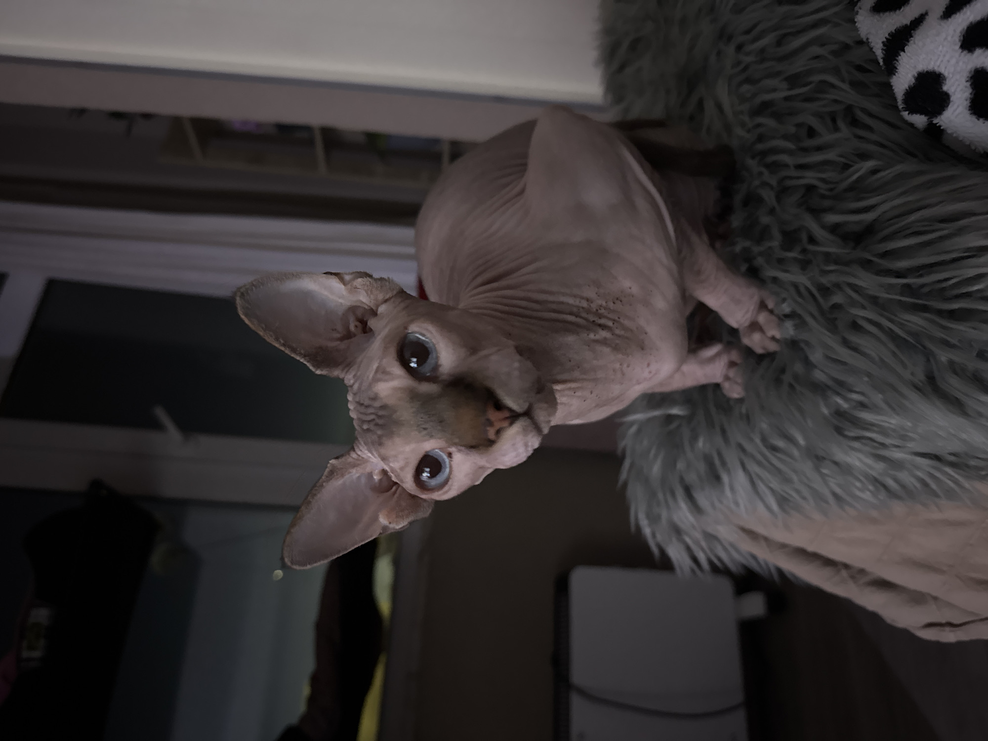 A hairless Sphynx cat with blue eyes is lying on a fluffy gray rug. The cat is looking up at the camera. The background is blurry, but it appears to be an indoor setting with a window and some furniture. The location and city of Figueira da Foz, Portugal is unknown from this image.