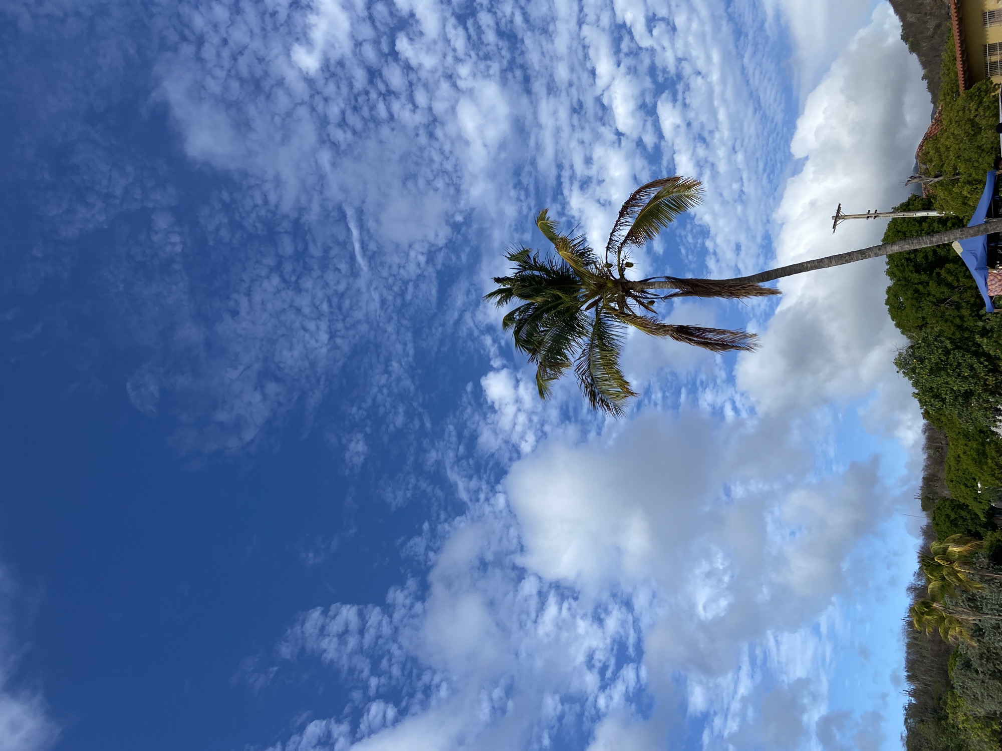 The image depicts a palm tree against a sky with scattered clouds. The trunk of the palm tree is leaning and extends diagonally across the frame. The fronds are a mix of green and brown. In the background, there are trees and a building, and part of an electrical pole is also visible. The sky is a vibrant blue with a mixture of small, puffy clouds and larger, more substantial cumulus formations. The location is in the city of Pedro González, Venezuela.
