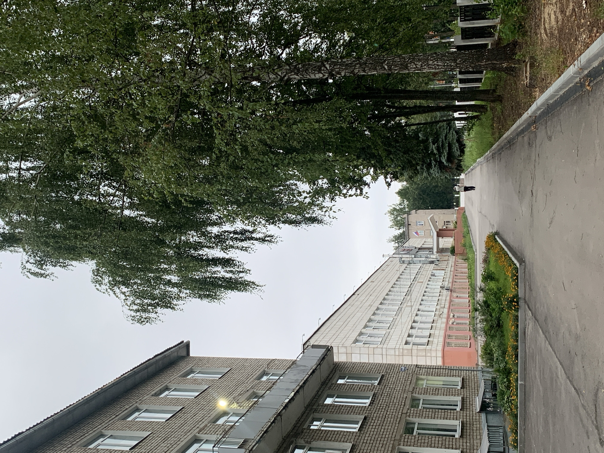 The image depicts an outdoor scene with a paved walkway leading past a long, multi-story brick building on the left and a row of trees and a fence on the right. The building on the left is light-colored brick with numerous windows and a visible balcony or walkway. Adjacent to it is another building with a light-colored facade and a pink lower section, also featuring many windows. The walkway appears to be an asphalt path. Along the side of the walkway, there are beds of yellow flowers. A single person, seen from behind, is walking away from the viewer down the walkway. The environment is overcast, suggesting a cloudy day. Trees, including a prominent birch tree with distinctive bark, line the right side of the walkway. A black fence with vertical posts runs alongside the trees. In the distance, more buildings and trees are visible. The scene appears to be in an urban or institutional setting. Based on the architecture and the Russian flag visible on one of the buildings in the distance, this location is likely Chaikovsky, Russia.