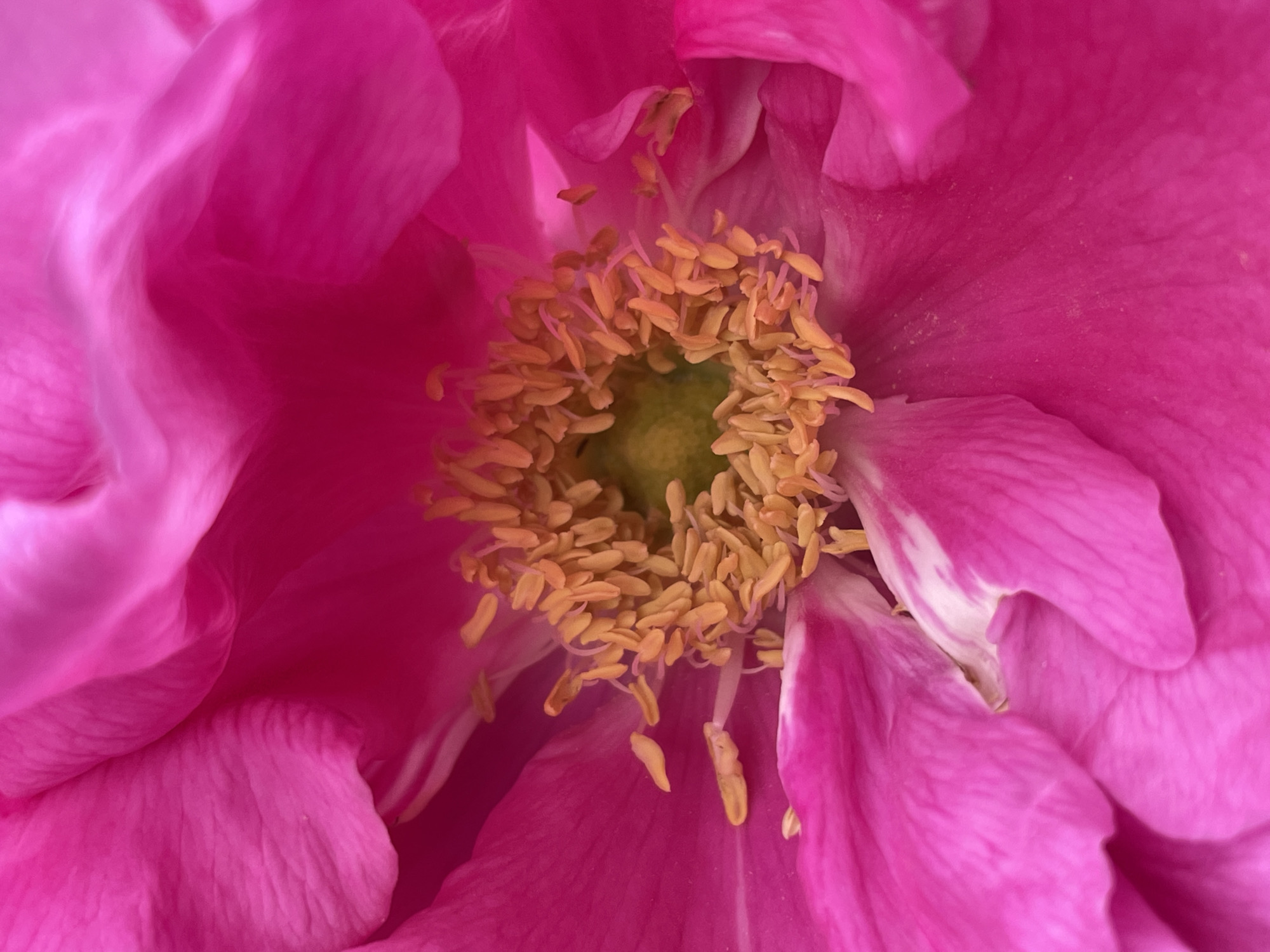 This is a close-up, macro photograph capturing the vibrant center of a pink flower, likely taken in Izhevsk, Russia. The image is dominated by the rich fuchsia and magenta hues of the petals, which fill the entire frame, creating an immersive view of the bloom.
At the heart of the flower, a dense cluster of golden-yellow and orange stamens is prominently featured. Each stamen consists of a delicate filament topped with an anther, which appears to be covered in pollen. Beneath and nestled among these stamens, a small, central area of light green is visible, indicating the pistil or carpel of the flower.
The surrounding petals exhibit subtle variations in pink, with some appearing a deeper magenta and others a lighter fuchsia. A few inner petals show faint streaks of white along their edges, adding a slight contrast to the overall pink palette. The petals display soft, organic textures with natural creases and folds, suggesting a tender, velvety surface.
The lighting is gentle and even, illuminating the intricate details of the stamens and the delicate contours of the petals without casting harsh shadows. The central reproductive parts of the flower are in sharp focus, while the outer petals show a slight softness, enhancing the depth of field and drawing attention to the core of the bloom. There is no visible activity, people, or text in the image.