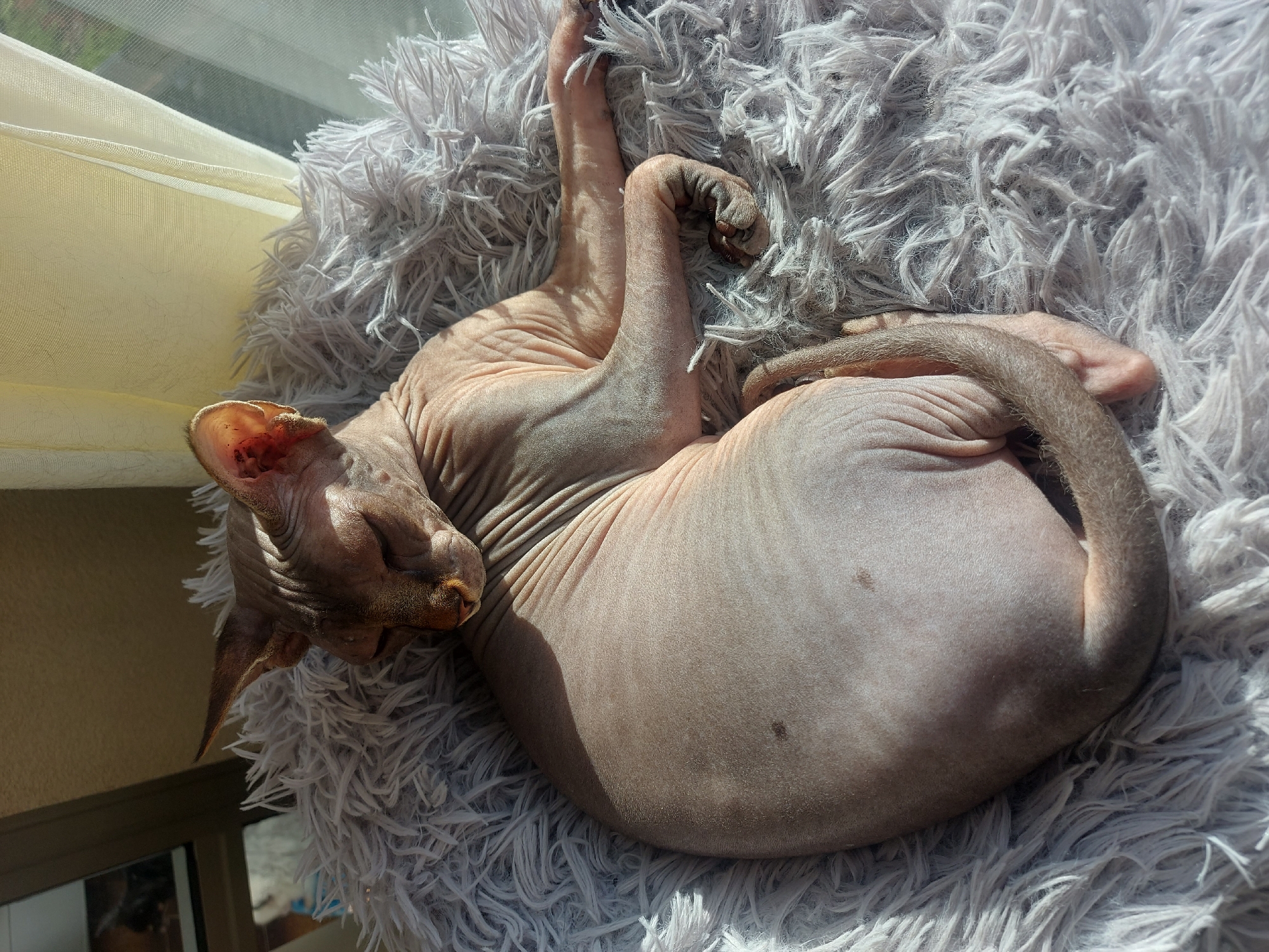 A hairless Sphynx cat is curled up asleep on a light grey, shaggy faux fur blanket. The cat's head is positioned at the top left of the frame, its body curled around to the right. The cat's limbs are contorted; one hind leg extends upward while the other is curled near its tail. The cat's tail is wrapped around its body. The blanket is positioned near a window, with natural light falling on the scene from the left. Part of a sheer white curtain is visible at the top left corner. The location cannot be determined from the image.