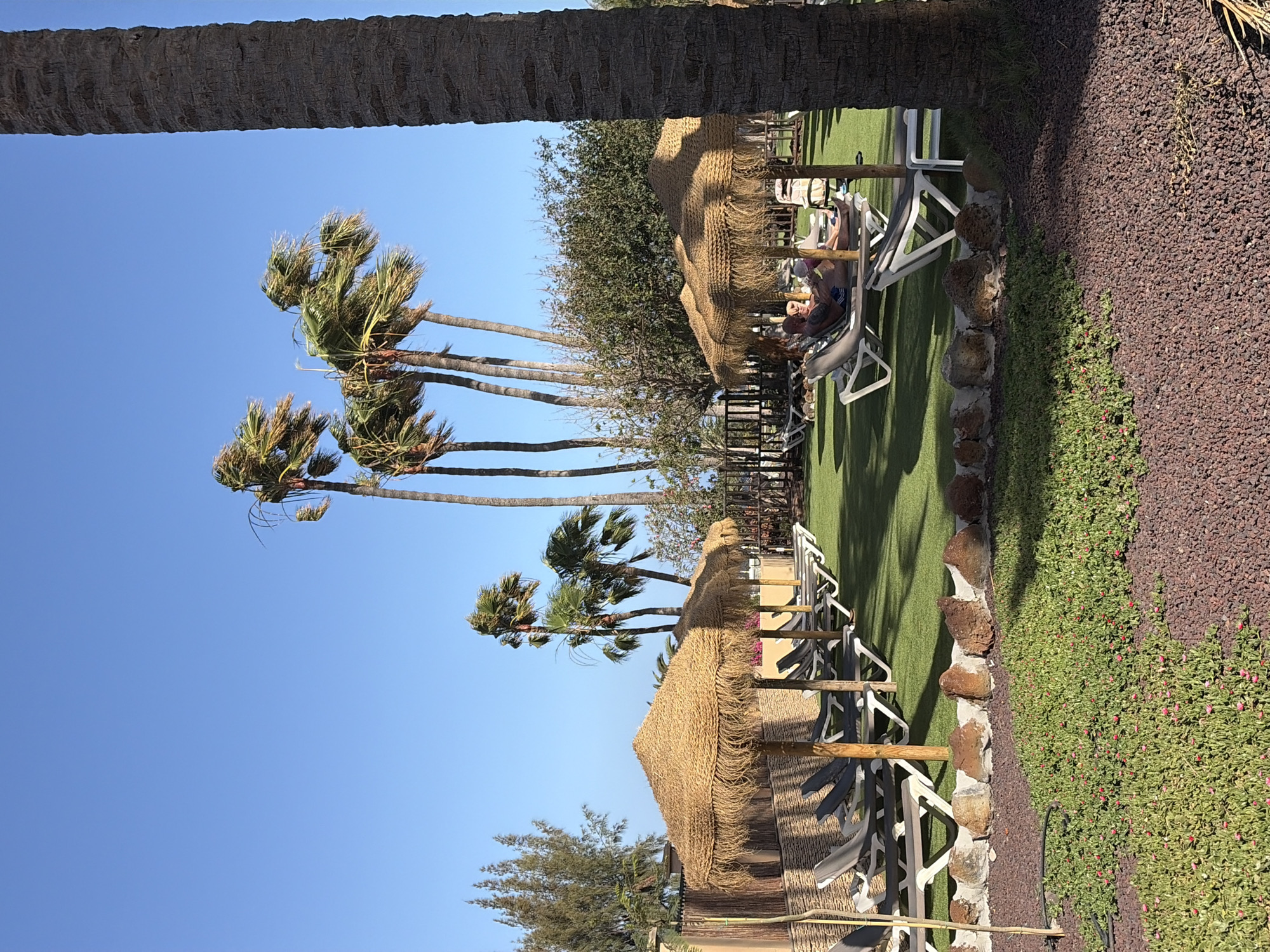 The image depicts an outdoor leisure area in Antigua, Spain, under a clear blue sky. The scene is illuminated by direct sunlight, and palm fronds are visibly bent to the left, indicating windy conditions.
In the foreground, a strip of reddish-brown gravel covers the ground, with a patch of low-growing green vegetation displaying small pink flowers situated in the lower-left corner. A dark hose or pipe runs through this vegetation. A low, irregular wall constructed from concrete and natural rocks separates this foreground area from the midground.
The midground features an expanse of artificial green turf. Arranged across this turf are multiple white and grey lounge chairs, several of which are positioned under straw-thatched umbrellas (palapas) that cast distinct shadows. Two individuals are visible reclining on lounge chairs under a palapa in the center-right; one person, an adult male, is prominently visible.
The background is characterized by numerous palm trees, with a large, textured palm trunk partially visible on the far right. A cluster of taller palm trees with wind-blown fronds stands prominently in the center-right. Additional dense green foliage and a dark metal fence are present behind the lounge area.