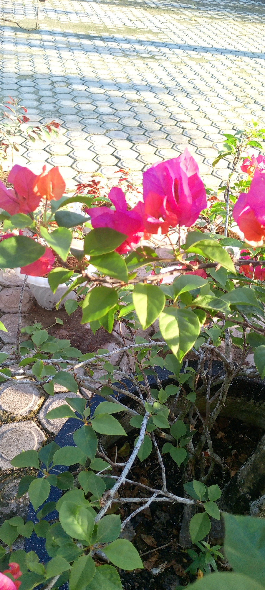 In Baratpayaitek, Indonesia, a cluster of bright pink and orange bougainvillea flowers are in bloom, their petals and green leaves dominating the foreground of the image. The flowers are in pots, which are visible behind the foliage. The pots rest on a paved area constructed from hexagonal concrete tiles, with sections of the paving showing signs of wear and moss growth. The background reveals a similar tiled surface, with shadows cast by an unseen object. The scene is bathed in natural sunlight, creating a vibrant and slightly blurred effect on the flowers due to their proximity to the camera.