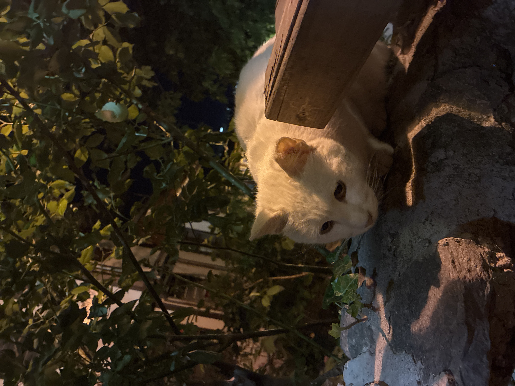 A low-angle photograph shows a white cat perched on a stone or concrete wall near vegetation, possibly in Plovdiv, Bulgaria. The cat is positioned near a wooden structure above, partially obscuring the view. The wall appears rough and textured, with some ivy or other climbing plants visible. Lush, dark green foliage fills the left side of the frame, suggesting a garden or park-like setting. In the background, glimpses of buildings are visible through the trees, hinting at an urban environment. The scene is likely lit by artificial light, as indicated by the shadows and illumination on the wall and vegetation. The cat has brownish eyes. The wall is old and weathered, with some apparent cracks and discoloration.