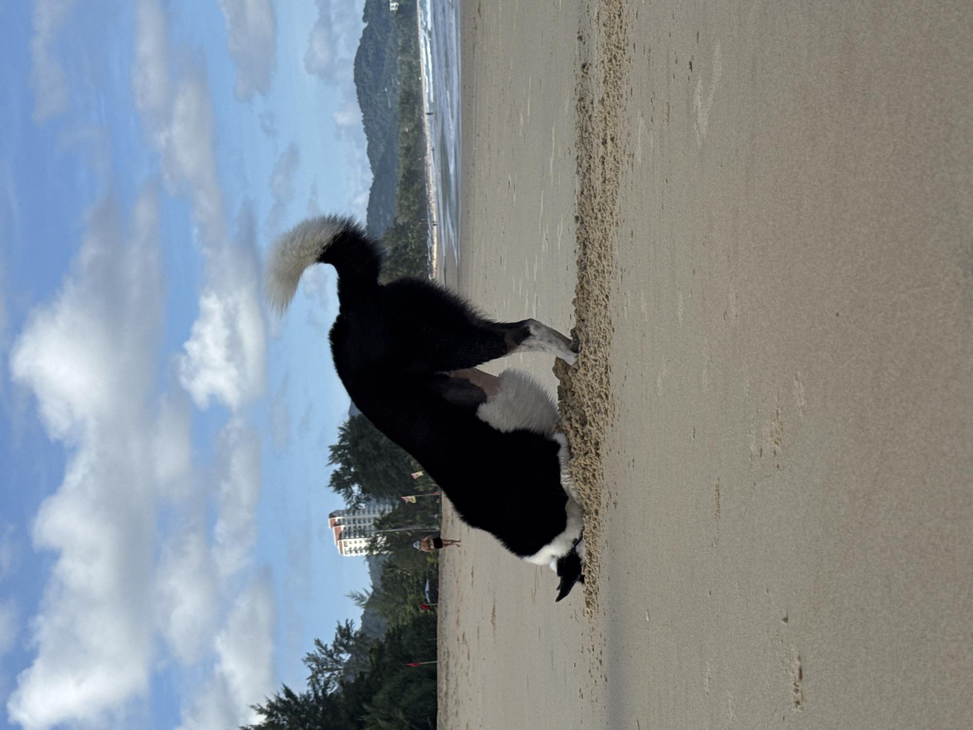 In Karon, Thailand, a black and white dog is digging a hole in the sand on Karon Beach. The dog's head is buried in the sand, with its hindquarters and fluffy white-tipped tail in the air. The beach is wide and sandy, with the ocean in the background. Waves are breaking on the shore. A person is walking in the distance on the beach. Palm trees and hills covered in vegetation line the background, with a tall, white building visible among the trees. The sky is blue with scattered white clouds.