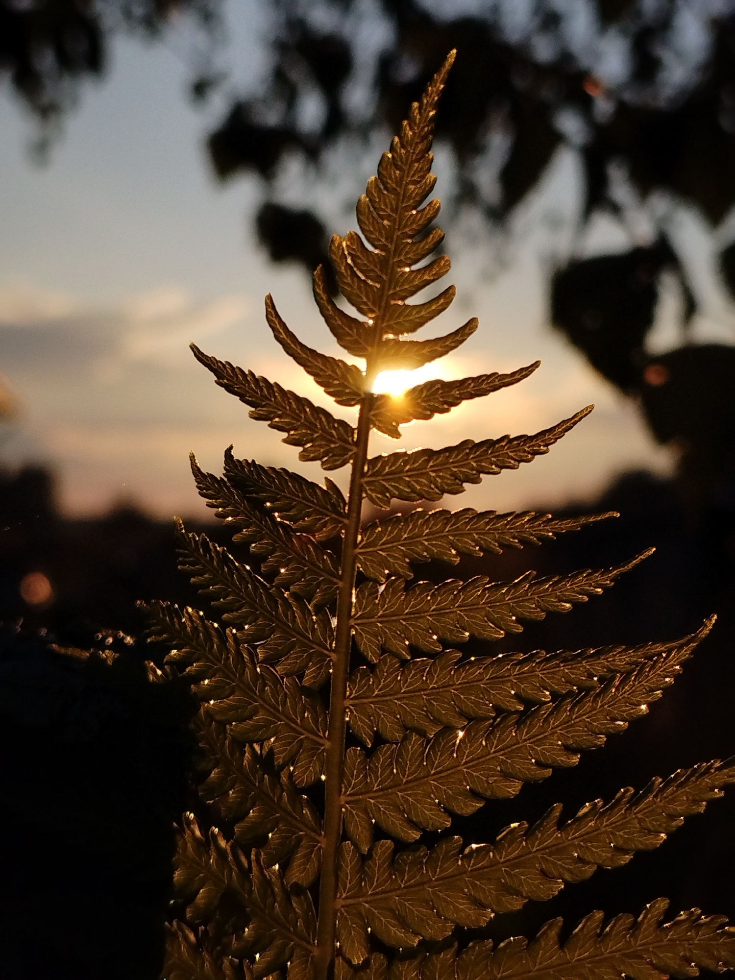 The image shows a close-up of a fern frond backlit by the setting sun. The frond is golden brown and detailed, with individual leaflets clearly visible. The sun is partially obscured by the frond, creating a lens flare effect and highlighting the texture of the leaves. The background is blurred, showing dark silhouettes of trees against a pale, hazy sky with warm tones indicative of sunset. There are no people or man-made objects visible in the image. The scene appears to be set in a natural environment, possibly a park or wooded area, in or near Bialynichy, Belarus.