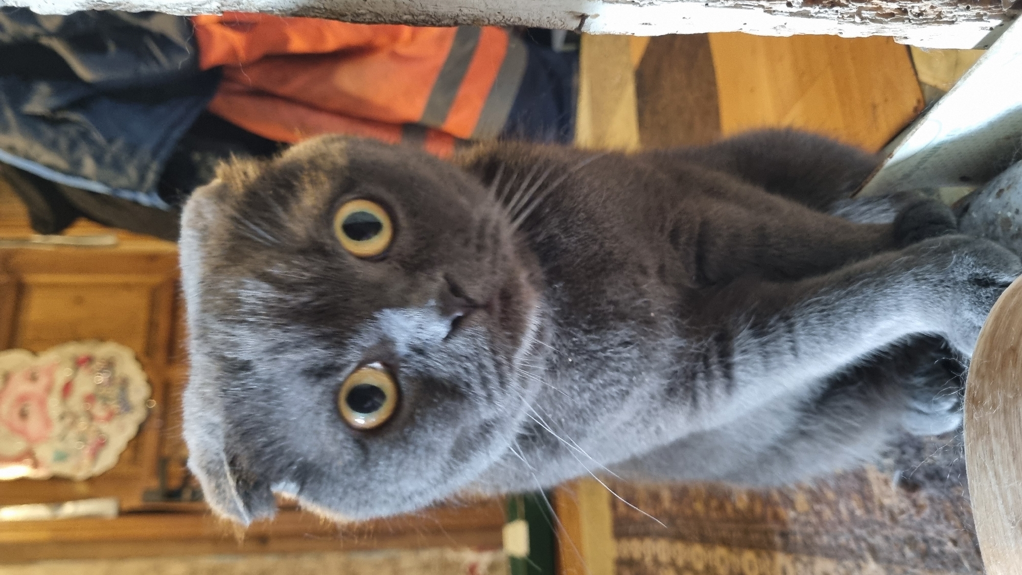 A medium shot captures a Scottish Fold cat with folded ears and wide yellow eyes, looking directly at the camera. The cat is gray with short fur and has prominent white whiskers. It is sitting upright, with its front paws crossed and resting on a light-colored, curved object. The background is a dimly lit room with wooden paneling on the walls. To the left, a portion of a patterned rug is visible. Above the cat's head, a festive decoration, possibly a cutout of Santa Claus, hangs on the wall. To the right of the cat, dark blue and orange high-visibility clothing items are draped or hung, suggesting a work or outdoor gear area. The overall impression is of a domestic setting.
