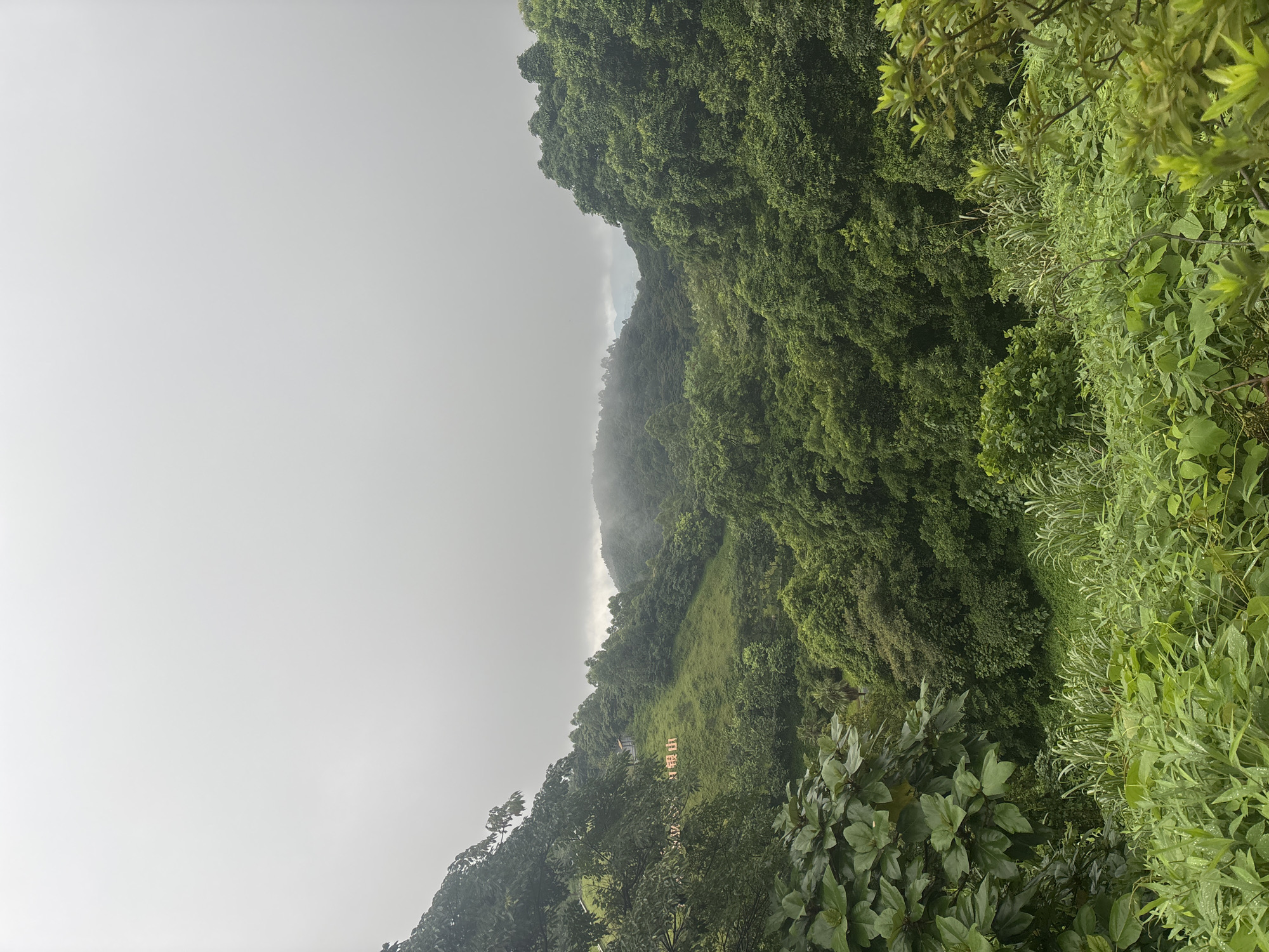 The image depicts a lush, green mountainous landscape under a cloudy sky, likely in Guangzhou City, China. The foreground is filled with dense vegetation, including large-leafed plants and tall grasses. In the mid-ground, a gentle slope is covered in grass and trees, with some orange Chinese characters visible on the hillside and a small building. The background shows rolling hills covered in dense, dark green forests, fading into a hazy mist. The overall atmosphere is serene and natural, suggesting a rural or park-like setting.