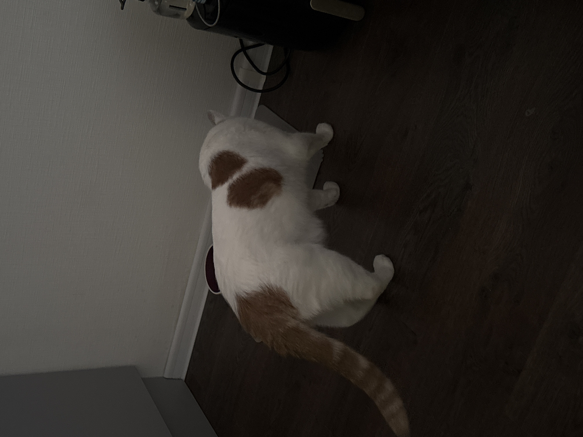 A cat lies on a dark, wooden floor next to a white wall in an indoor setting. The cat is predominantly white with brown patches on its back and tail. The tail is orange with dark stripes. Part of a black kitchen appliance is visible in the upper portion of the image. The location is unknown.