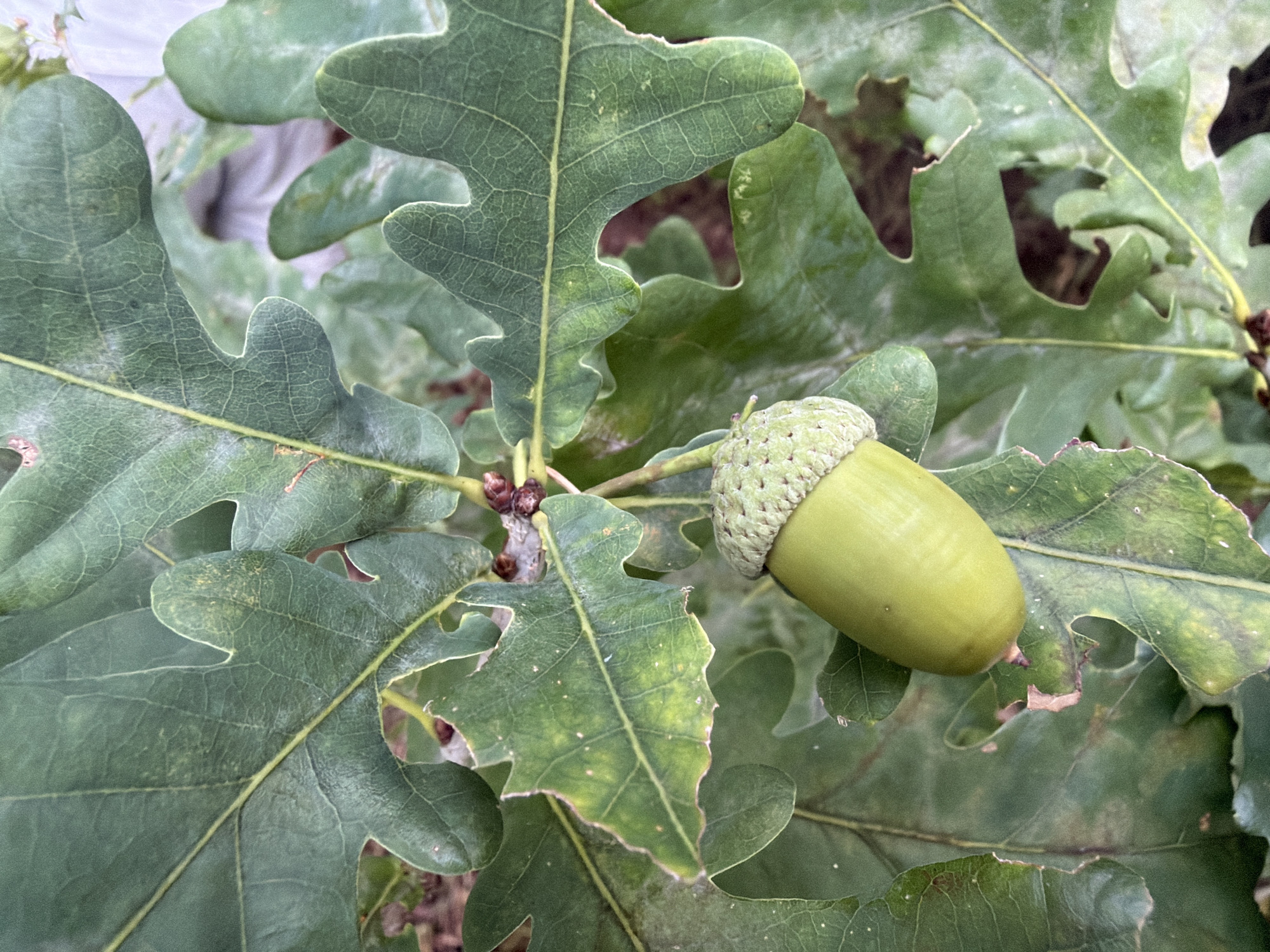 This is a close-up, high-angle shot of an acorn on an oak tree branch. The acorn is a vibrant green, with a textured cap. It is surrounded by large, lobed green oak leaves, some of which show signs of minor wear and tear, such as small holes and browning edges. The background is a soft blur of green foliage and hints of brown earth. The scene is naturalistic, suggesting an outdoor setting in an area with oak trees. There is no indication of human presence or activity within the frame. The location in Bol'shie Kurashki, Russia, is not visually discernible from the image itself.