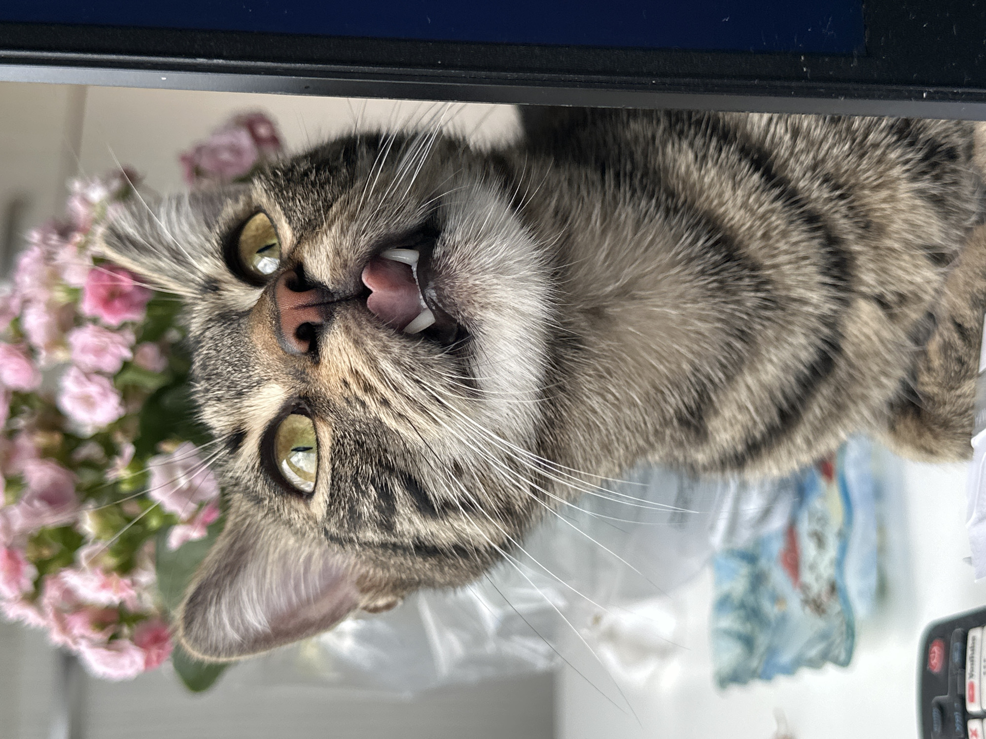 The media file is a close-up, rotated image of a tabby cat's face. The cat is looking directly at the camera with its mouth open, revealing its teeth and pink tongue. Its eyes are wide and a bright green, with a slit pupil visible in the left eye. The cat has prominent white whiskers that fan out from its muzzle.
To the left of the cat's head, a cluster of small, pink flowers is visible, suggesting the cat might be near a plant or bouquet. The background is blurred, but appears to be an indoor setting with a white surface and some colorful, patterned material, possibly a cloth or packaging. The top edge of the image shows a dark, horizontal line, likely the frame of a screen or device.
The lighting suggests it is daytime. The cat's expression, with its mouth agape and eyes wide, could be interpreted as surprise, excitement, or even a yawn. There is no visible text in the image. The context provided indicates the location is Sofia, Bulgaria.