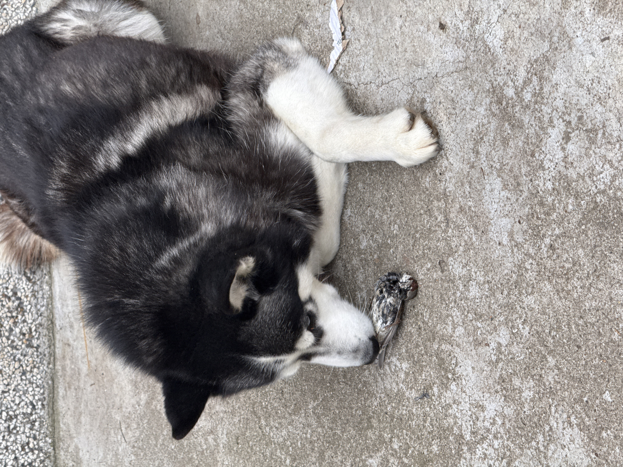 A black and white husky lies on a grey concrete surface, its head resting near a dead bird. Part of the dog's white leg is visible near its head. A scrap of white paper lies to the left of the dog's leg. The exact location in Dobrich, Bulgaria, is not identifiable from the image.