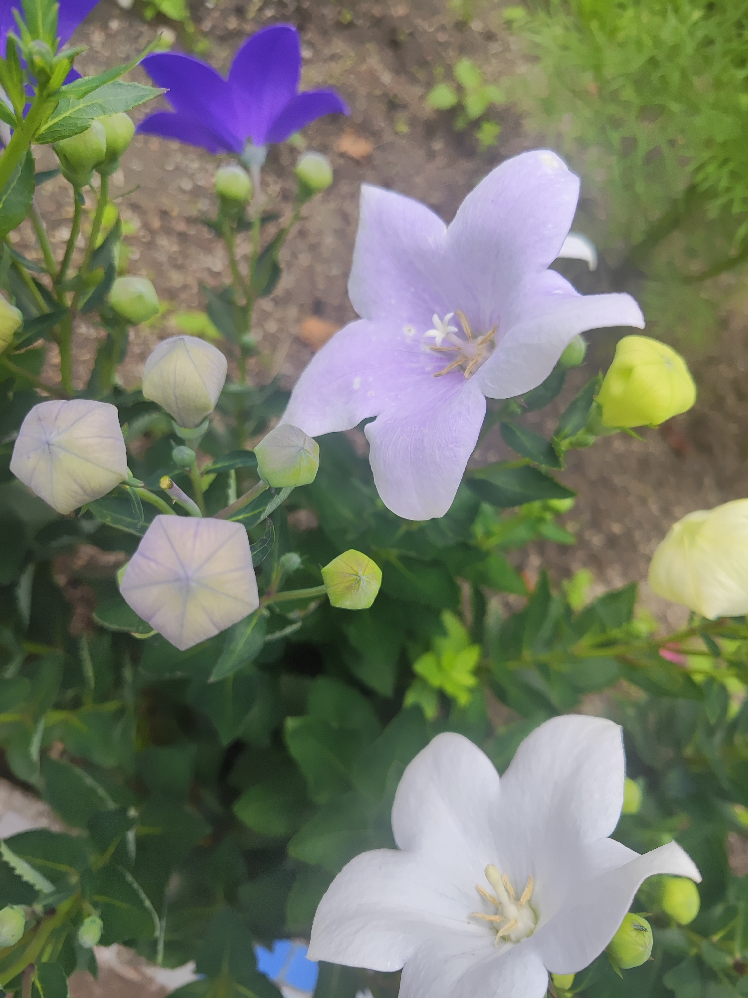 The image depicts a close-up of several balloon flowers (Platycodon grandiflorus) in various stages of bloom. One large white flower is prominently featured in the foreground, while a delicate pale lavender flower is visible in the middle ground. Several unopened buds, with their distinctive balloon-like shape, are also present, along with a vibrant purple flower in the background. The flowers are surrounded by lush green foliage and set against a blurred backdrop of soil and other greenery, suggesting an outdoor garden setting. The lighting appears to be natural daylight. There are no people or animals visible in the image. The scene is static and peaceful.