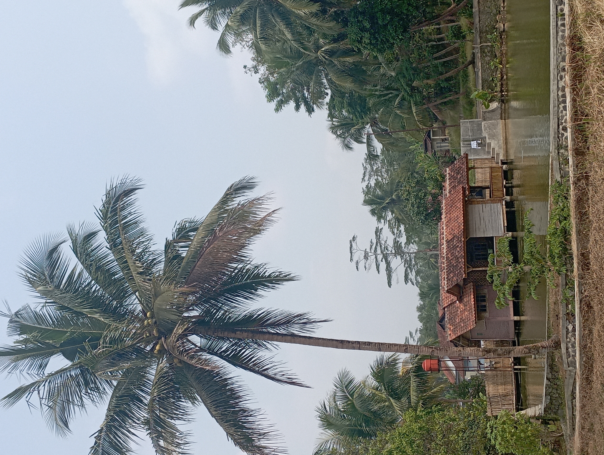 The image captures a tranquil scene in Tasikmalaya, Indonesia, featuring a stilted dwelling built over a body of water. A tall, mature coconut palm dominates the left side of the frame, its fronds reaching towards a hazy sky. Adjacent to the palm, a quaint wooden house with a tiled roof rests on stilts, accessible by a bamboo walkway. The water surrounding the dwelling is calm and reflects the surrounding greenery. In the background, a dense canopy of tropical trees and more distant structures suggest a rural or semi-rural setting. A bright orange water tank is visible on a metal stand near the house. The foreground is lined with dry grass and stone retainers. The overall impression is one of rustic serenity.