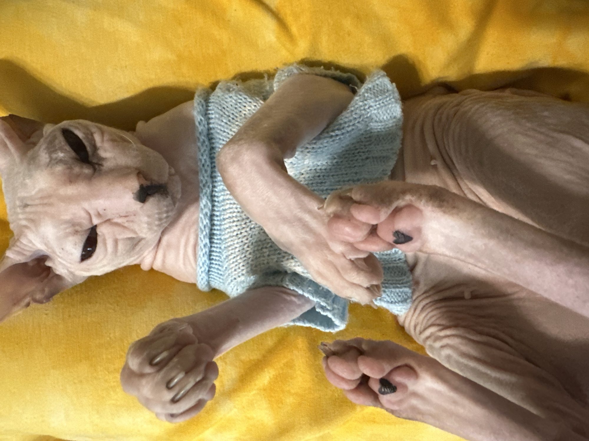A hairless cat, likely a Sphynx breed, is lying on its back on a bright yellow, textured surface, possibly a blanket or towel. The cat is wearing a light blue knitted sweater that covers its torso and forelegs. Its eyes are partially closed, giving it a relaxed or sleepy expression. The cat's skin is wrinkled, characteristic of the breed. Its paws are visible, and some of the toes have dark nail polish, which is an unusual detail. The lighting suggests it is daytime, and the setting appears to be indoors, given the close-up nature of the shot and the softness of the background. The overall mood is peaceful and comfortable, with the cat seemingly content in its clothing and resting position. There is no visible text in the image.