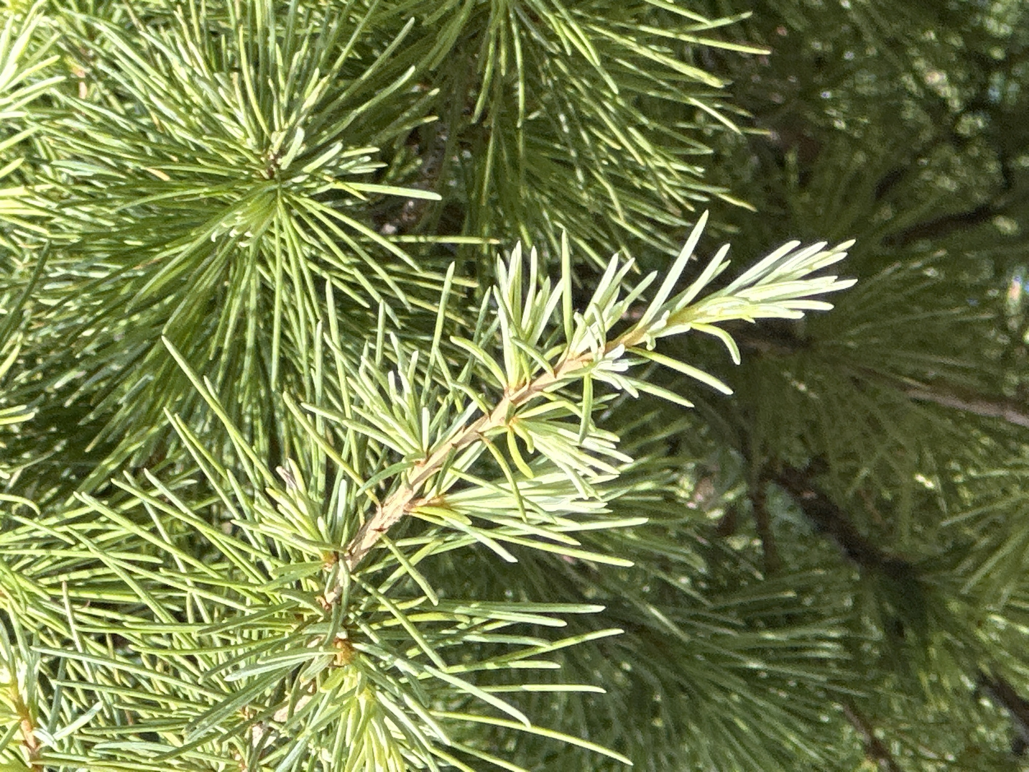 The image shows a close-up view of a coniferous tree branch, likely a cedar, with its needles. The needles are long, slender, and a vibrant green, clustered densely around the branch. Sunlight filters through the foliage, creating highlights and shadows. The background is a blur of more green needles, suggesting a dense canopy. There are no people or discernible man-made objects visible in this natural setting. The image provides no information about its specific location within the city of Trieste, Italy.
