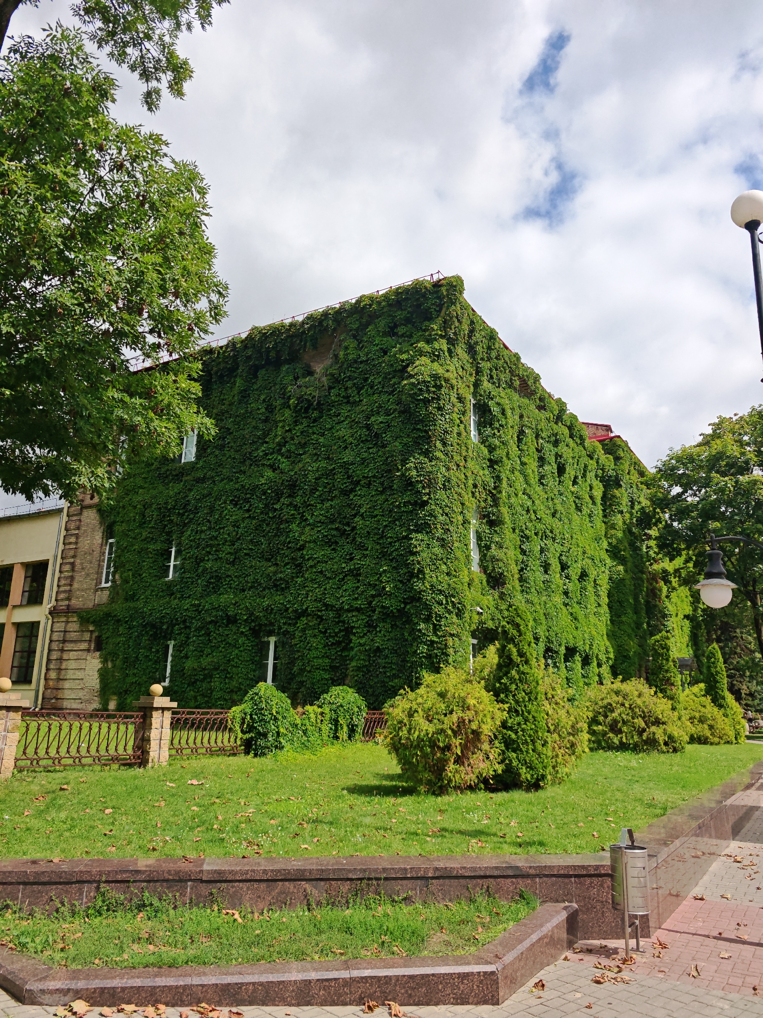 The image depicts the side of a building in Hrodna, Belarus, heavily covered in lush green ivy. The building appears to be an institutional or older structure, with several windows visible through the dense foliage. A portion of an adjacent building, constructed of lighter colored brick, is visible to the left. In front of the ivy-covered building, there is a well-maintained lawn bordered by a decorative metal fence and stone pillars. Several ornamental shrubs and trees are scattered across the lawn. A paved walkway runs along the right side of the image, leading to a streetlamp. Fallen leaves are scattered on the lawn and walkway, suggesting it may be autumn. The sky is partly cloudy, with patches of blue peeking through.