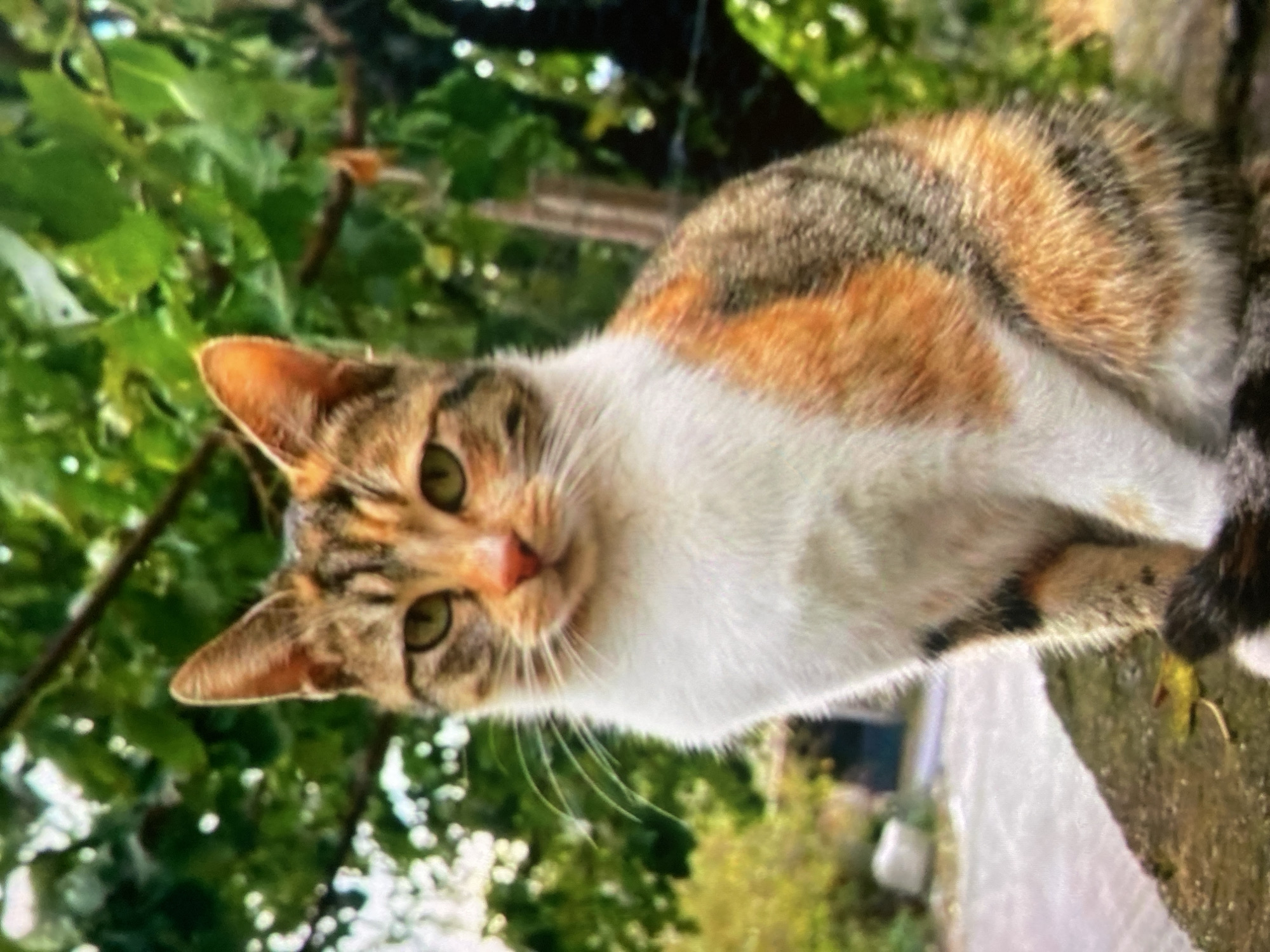 The image shows a calico cat sitting on a stone wall outdoors. The cat has white, orange, and black fur. It is looking directly at the camera with green eyes. The background is blurred, with green foliage and trees suggesting an outdoor, natural environment. The lighting appears to be natural daylight. There are no people or other animals visible in the frame. There is no indication of the location being the city of Ustyvytsia, Ukraine.