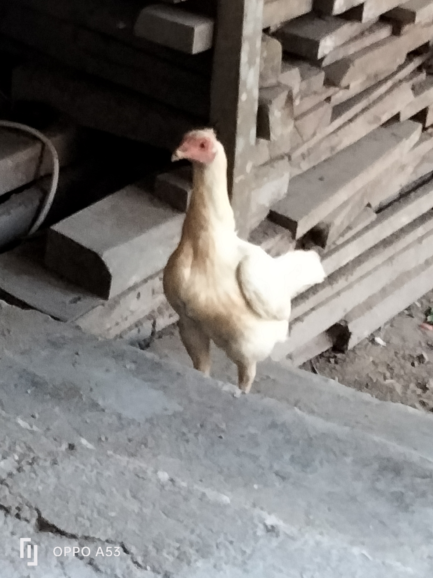 A light-colored chicken with a pinkish face stands on a gray, textured surface. The chicken is facing to the left of the frame and is in focus. Behind the chicken, there is a stack of wooden planks. The scene appears to be outdoors, with natural lighting. The bottom left corner of the image contains a watermark that reads "OPPO A53." The location is in the city of Trenggalek, Indonesia.