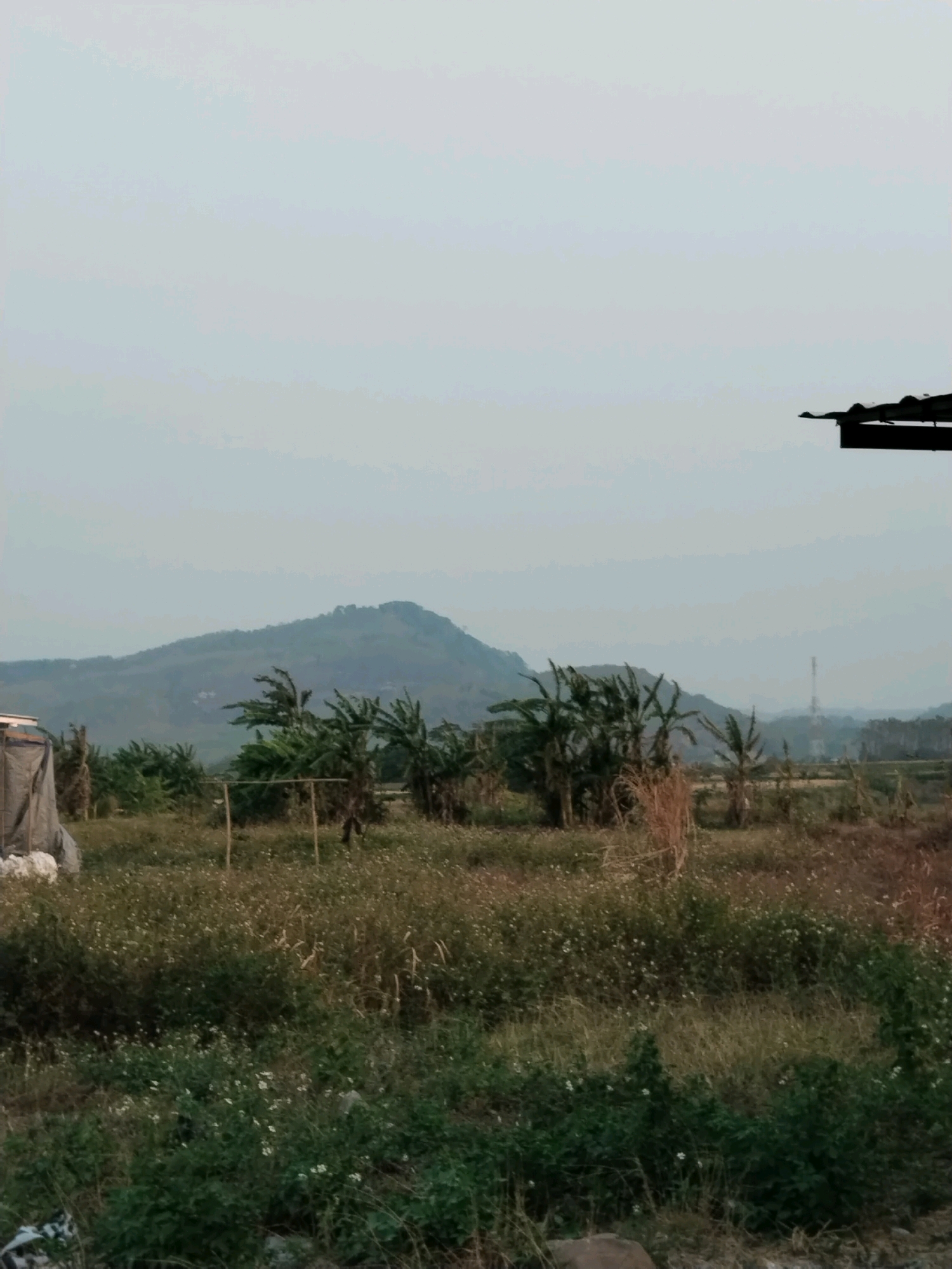 An outdoor scene depicts a rural landscape with a low-lying mountain range in the background. The foreground is filled with overgrown grass and small white flowers, with several banana trees scattered throughout. A simple wooden structure, possibly a support frame for plants, is visible in the mid-ground. To the left, a makeshift shelter made of tarp is present. The sky is overcast and a dark roofline extends from the top right corner of the image. There are no people visible in the scene, and no apparent activity is taking place. The overall impression is one of a undeveloped, natural environment.