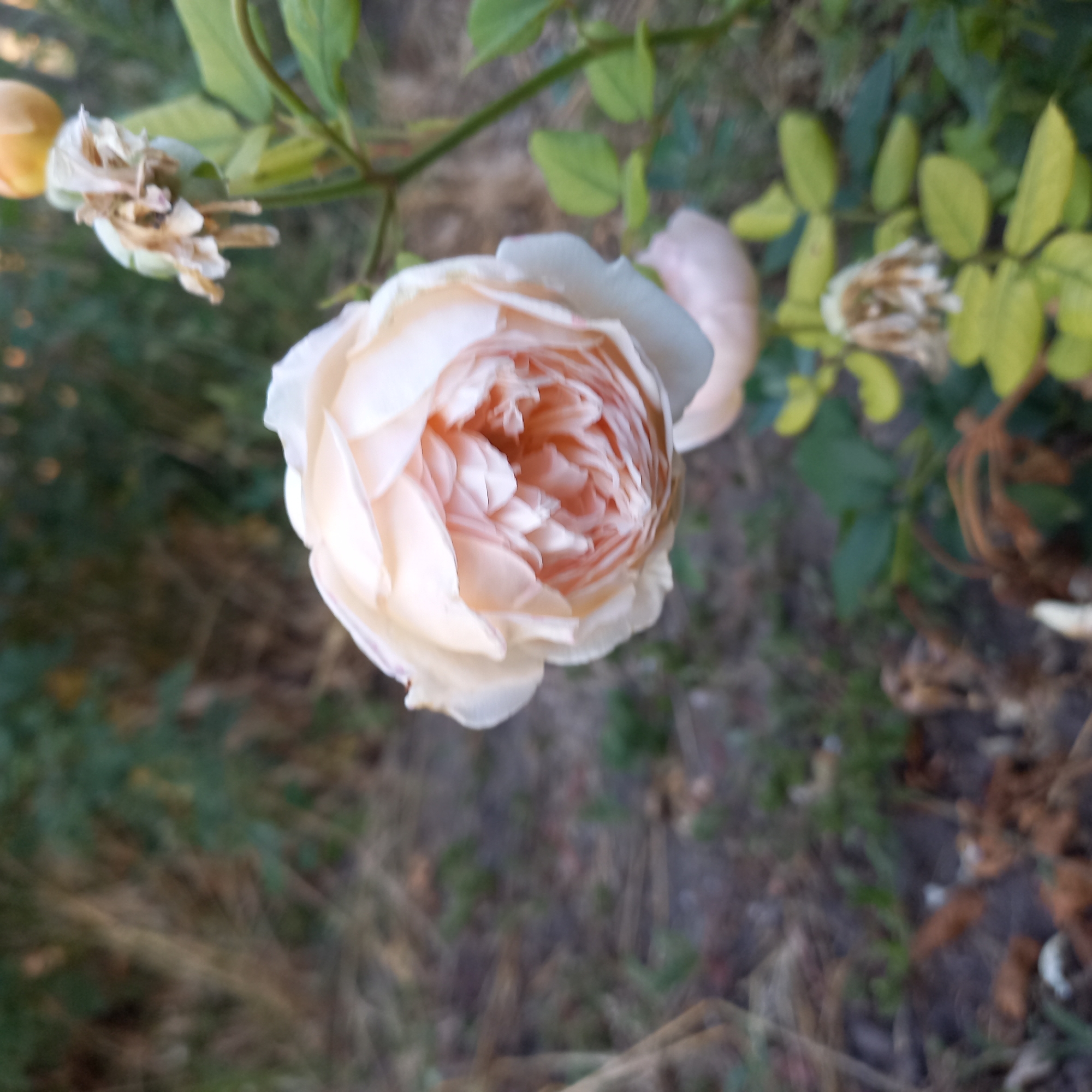 A pale pink rose blooms in soft focus in the foreground, its petals tightly furled towards the center. To the right, a dried and browning rose bud hangs from a stem, its petals brittle and curled. The background is a blur of green foliage and dry, brown earth, suggesting an outdoor setting. There is no indication of Klyntsi, Ukraine or any specific location.