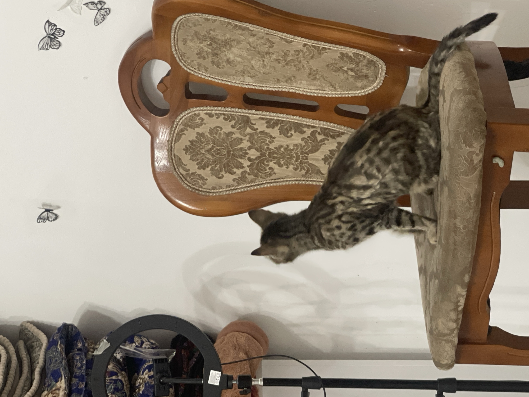 A grey and black spotted cat sits on an ornate wooden chair with a patterned fabric seat and back. The cat is facing away from the camera, looking towards a white wall adorned with several decorative butterflies. To the left of the chair, a black ring light on a stand is visible, with some stacked items behind it. The background is a plain white wall. The scene appears to be indoors.
