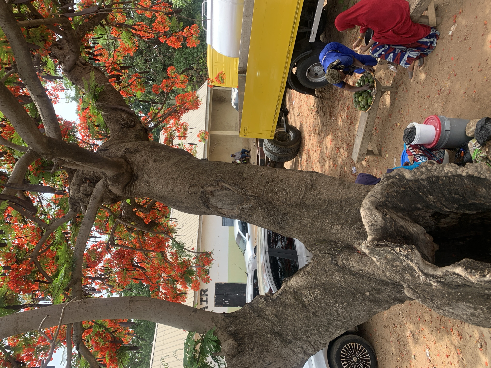 The image shows a scene near New Stadium, Nigeria. A large tree with red flowering branches dominates the foreground. Near the tree, two people are seated on the ground, one in a red head covering and one in blue, examining a tray of green fruits. A yellow truck is parked nearby. In the background, there is a building and at least one car. Another person sits on the ground near the truck. The ground is dirt and appears to be a market area.