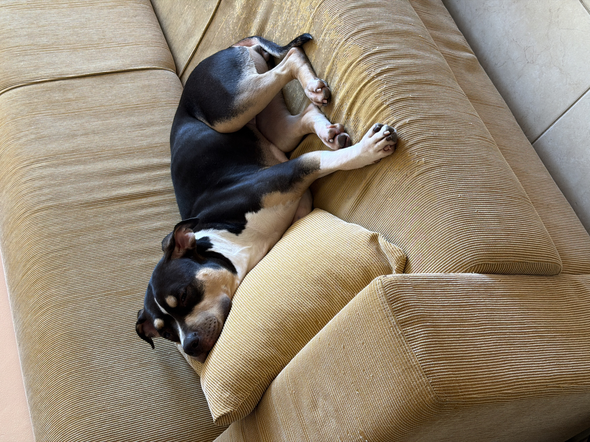 A black, white, and tan dog sleeps contorted on a yellow corduroy couch. The dog is positioned with its head resting on an armrest, while its body twists across the couch cushion. The floor is tiled. There are no visible signs that would allow the conclusion of it being located in Tel-Aviv.