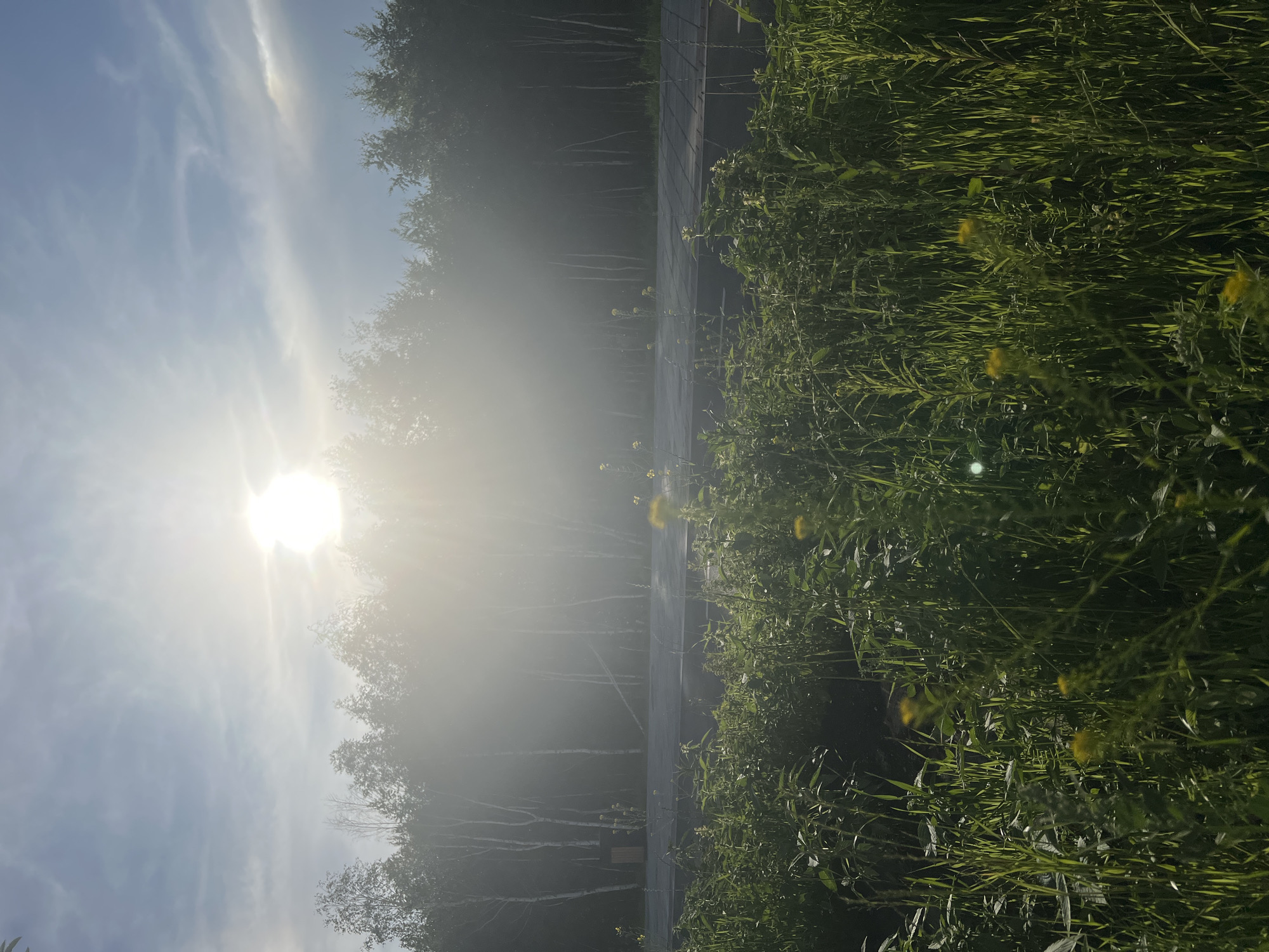The image depicts a sun-drenched scene with the sun's rays shining through a hazy atmosphere, illuminating a line of trees in the background. In the foreground, tall green grass and some yellow wildflowers are visible. A paved surface, possibly a road or pathway, runs horizontally across the middle ground. To the left, a small wooden structure resembling a shelter or shed is situated near the tree line. The overall impression is one of a natural landscape with some man-made elements, bathed in bright, diffused light, characteristic of a sunny day with some atmospheric haze. The location is identified as being in the city of Yekaterinburg, Russia.