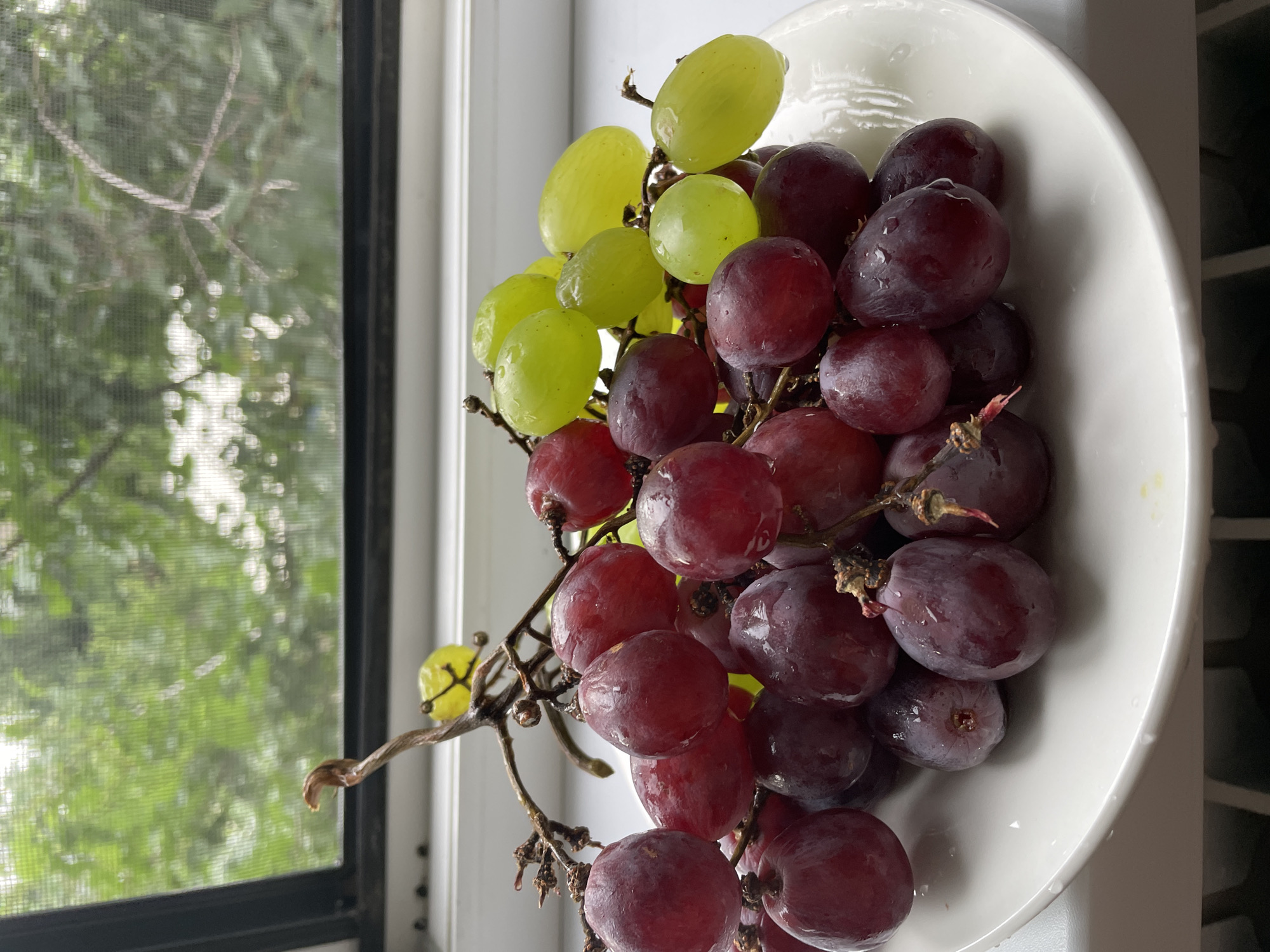 A bunch of red and green grapes sits on a white plate in front of a window with a screen. The grapes are wet, indicating they may have been recently washed. Through the window, blurred green foliage is visible, suggesting an outdoor environment with trees. The scene is lit by natural light. No people are present, and no specific location within Almaty, Kazakhstan, can be identified from the visual information provided.