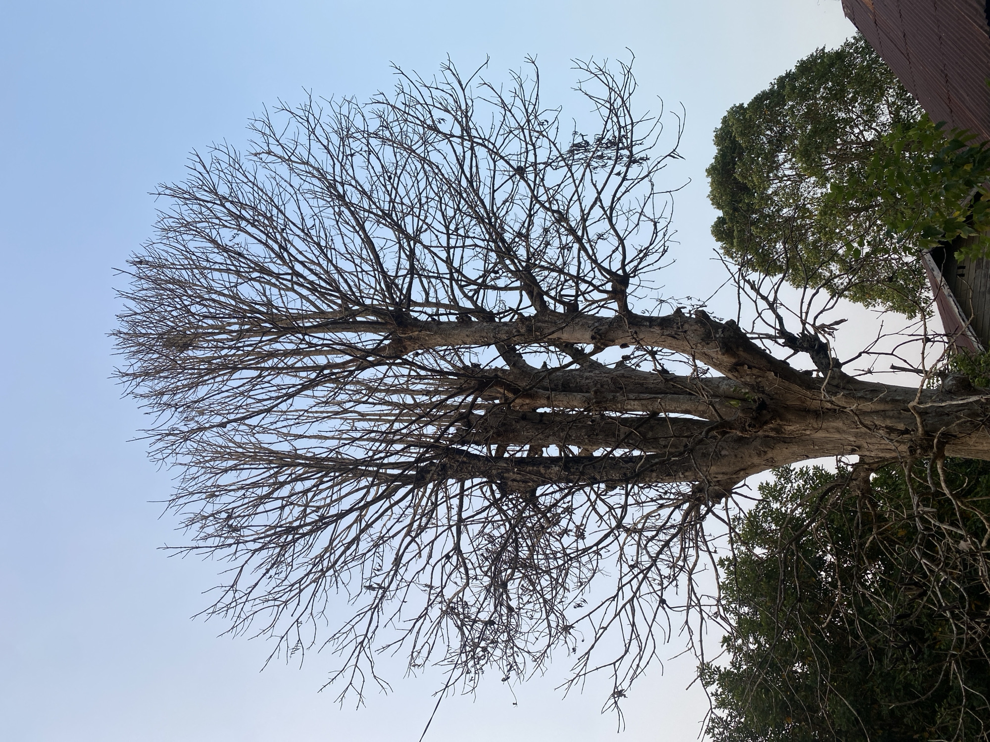 This is a medium shot, vertical, outdoor, natural light photograph of a large, bare deciduous tree in Banjarbaru, Indonesia. The tree is the primary subject, dominating the frame with its intricate network of branches against a clear, pale blue sky. The tree appears to be in a dormant or dead state, as it lacks leaves and its branches are thin and twiggy. The trunk is thick and gnarled, with visible texture and fissures.
To the left and right of the main tree, there are other trees with green foliage, suggesting a different species or a different stage of growth. In the lower right portion of the image, the corrugated metal roof of a building is visible, partially obscured by branches. The building appears to be constructed of wood. The overall atmosphere is serene and still, with no people or animals present. The lighting suggests it is either early morning or late afternoon due to the soft, even illumination and the pale sky. The location is identified as Banjarbaru, Indonesia, implying a tropical or subtropical environment where deciduous trees might experience a dormant season.