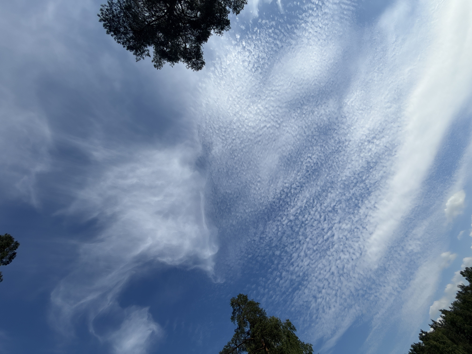 The image captures a view of the sky from ground level, looking upwards. The sky is a vibrant blue, dotted with various types of clouds. In the foreground, the dark silhouettes of evergreen trees frame the bottom and upper corners of the image, suggesting a natural or park-like setting.
The clouds are diverse. A large portion of the sky is covered with a layer of small, white, puffy clouds arranged in a rippled pattern, resembling fish scales or a textured surface. Interspersed with these are wispy, feathery clouds that stretch across the sky in streaks. Towards the top center, there are larger, more diffuse white clouds with softer edges. The lighting suggests it is daytime, likely mid-morning or afternoon, with the sun positioned somewhere out of frame, illuminating the clouds from above.
The perspective is from someone standing in an open area, possibly a field or clearing, surrounded by trees. There are no people, animals, or man-made structures visible in the image, focusing entirely on the natural elements of the sky and trees. The overall impression is one of a clear, bright day with dynamic cloud formations. The image does not provide any specific details about the city of Virki, Russia, beyond the general impression of a natural landscape.