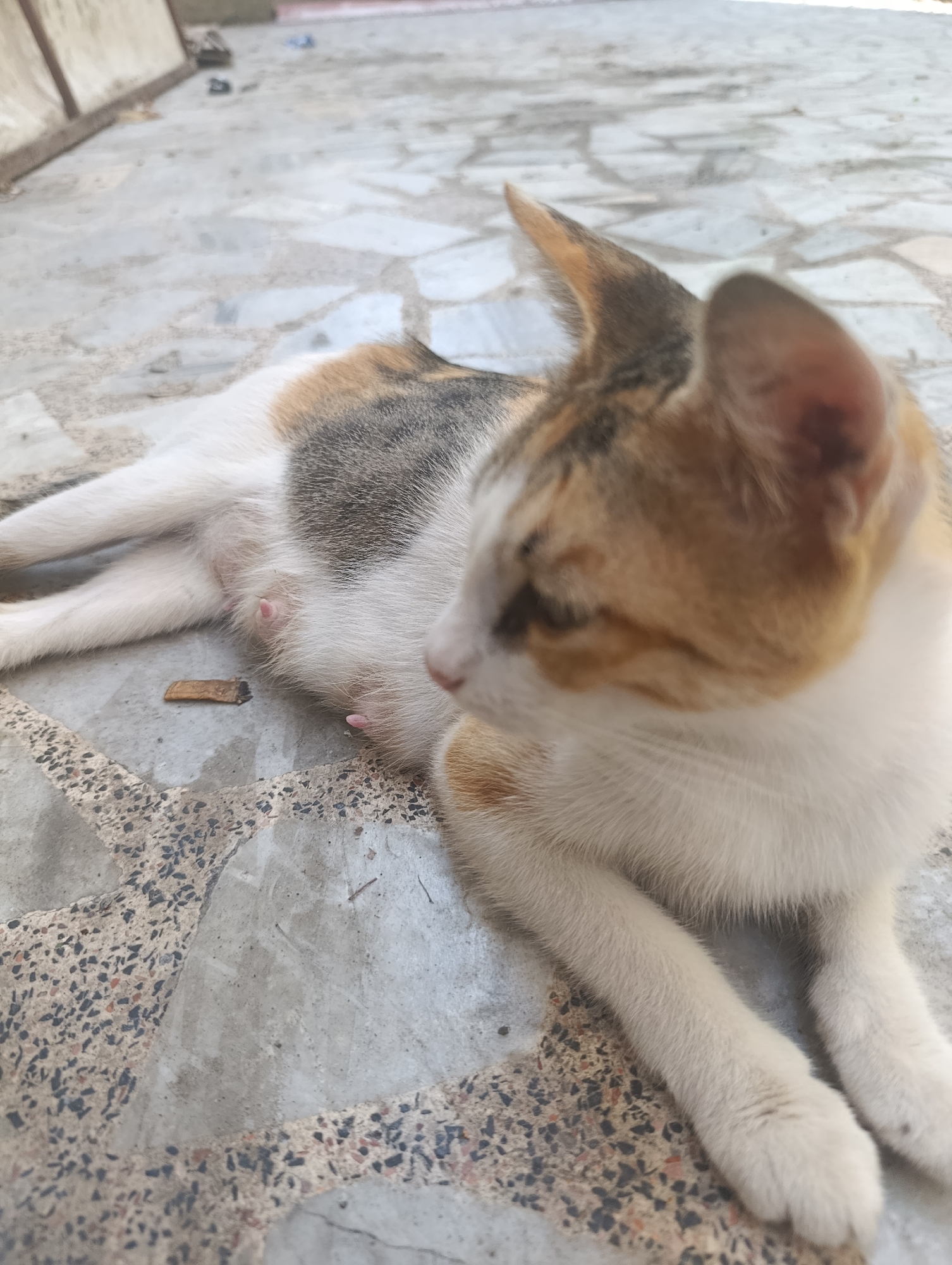 A calico cat is lying on a terrazzo floor, its body oriented diagonally from the lower left to the upper right of the frame. The cat's head is in the upper right, facing right, with its ears pointed upwards. Its fur is a mix of white, orange, and grey. The cat's belly is visible, with two small pink nipples exposed. To the left of the cat's belly, on the floor, lies a small, brown object resembling a cigarette butt. The floor is made of grey terrazzo with scattered black and red aggregate. In the background, a wooden structure with vertical planks is visible, along with some out-of-focus objects on the ground. The scene appears to be outdoors, potentially in a courtyard or patio area.