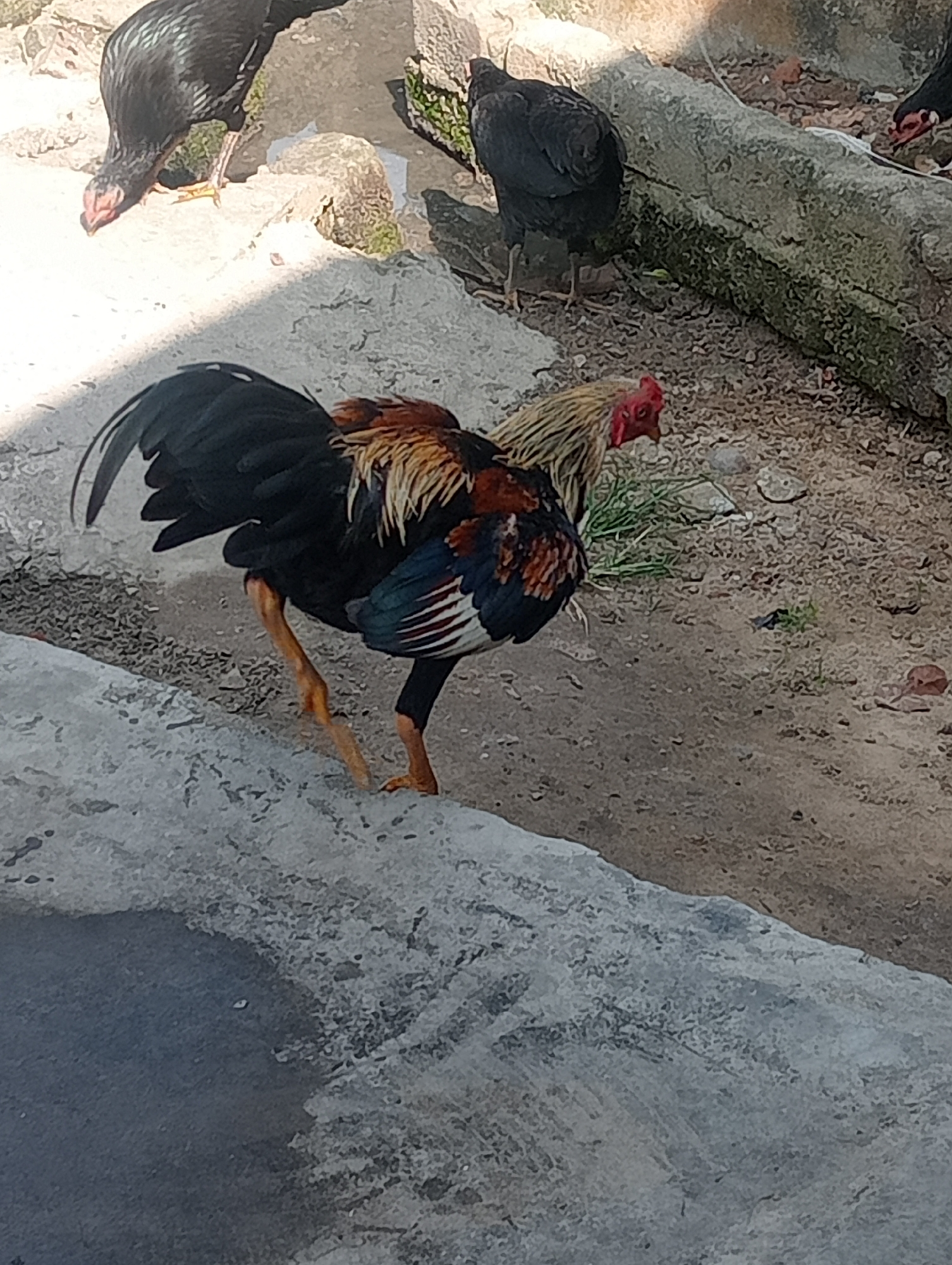 A rooster with a colorful plumage of black, brown, and gold is captured in a side profile, walking on a grey, textured surface. The rooster's red comb and wattles are prominent against its light-colored neck feathers. Its body is mostly black, with iridescent blue and green feathers on its tail and wings. The rooster's legs and feet are a pale yellow-orange. In the background, several black chickens peck at the ground. The environment appears to be an outdoor area with sandy soil and scattered stones. The image was taken in Kota Negara Timur, Indonesia.