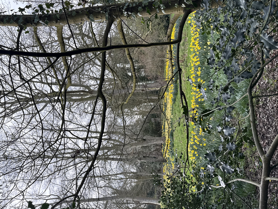The image displays a late winter or early spring landscape at Blickling Estate, located near Aylsham in the district of North Norfolk, United Kingdom. The foreground features a dense arrangement of bare, dark tree branches and several dark green holly bushes with spiky leaves. The ground directly beneath these elements consists of dark fallen leaves and sparse green shoots. Beyond this, the midground is dominated by an extensive, gently undulating field covered with thousands of daffodils, primarily vibrant yellow, interspersed with lighter yellow and white varieties, all growing within bright green grass. The background is populated by numerous tall, deciduous trees with bare branches, indicating a dormant state. The sky above is uniformly overcast and light grey. No people or animals are visible, and no actions or interactions are occurring within the static scene.