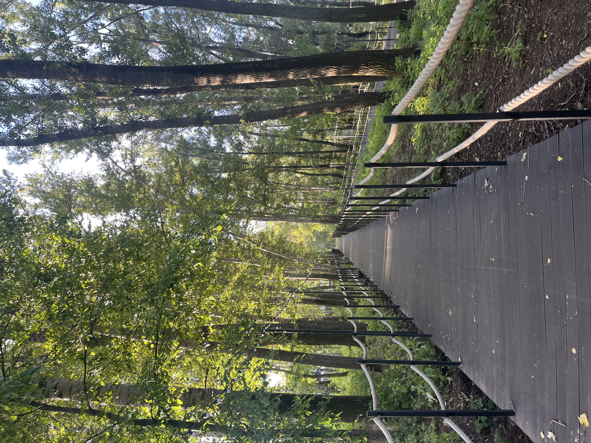 An elevated wooden boardwalk with black metal posts and thick rope railings leads through a dense forest of tall deciduous trees. The boardwalk is dark gray and appears to be made of composite or weathered wood planks. Sunlight filters through the lush green leaves, casting dappled shadows on the walkway and the forest floor. The trees are varied in height and girth, with some exhibiting pale, mottled bark, possibly birch. The forest floor is covered in green undergrowth and loose soil, with scattered fallen leaves on the boardwalk. In the distance, the boardwalk curves slightly and is bordered by similar railings and trees, suggesting a path through a park or natural area. Small white string lights are visible intermittently along the railings on the left side of the boardwalk. The sky is visible through the canopy as a pale blue. There are no people or animals present in the image. The scene conveys a sense of a peaceful, well-maintained nature trail within an urban park setting.
